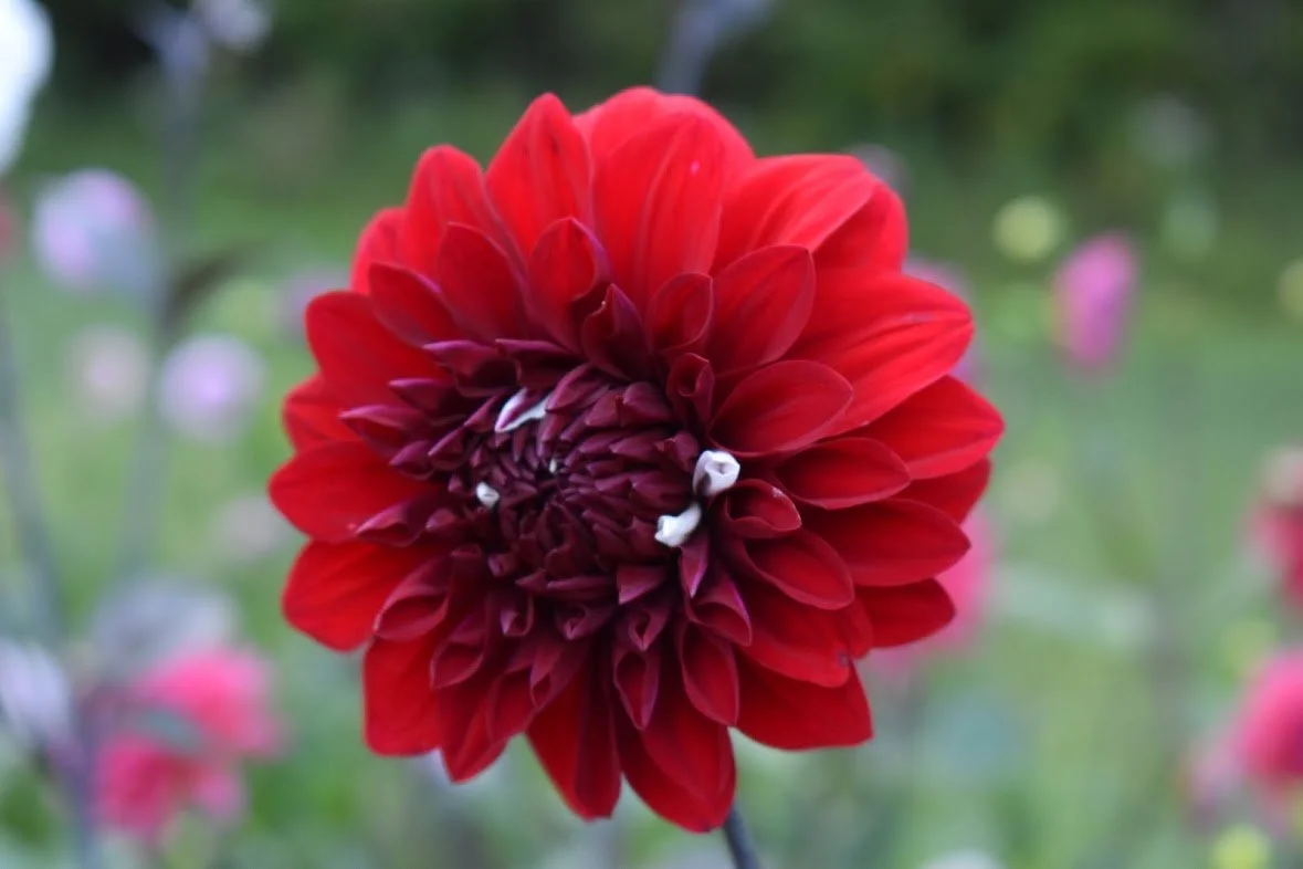 AC HWY 61 — Murtha Flower Farm