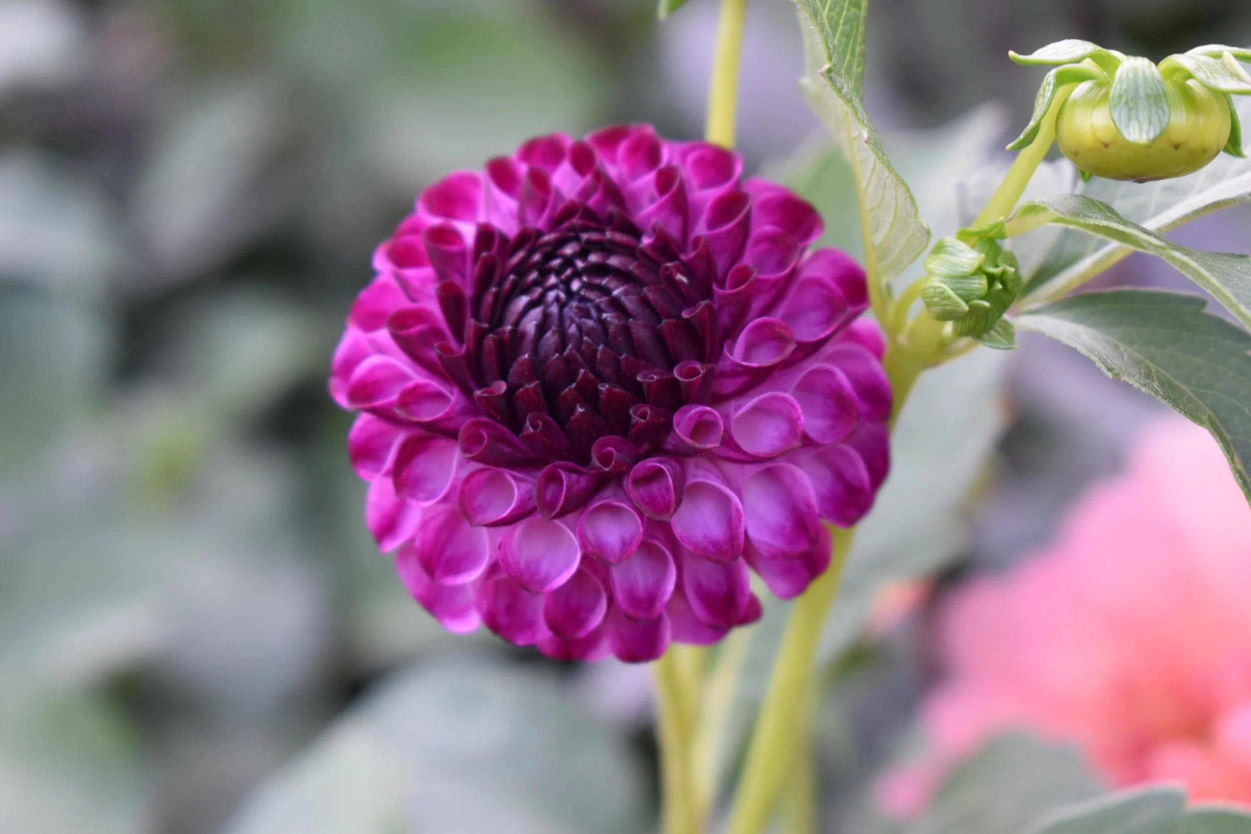 DSC_4090.jpeg