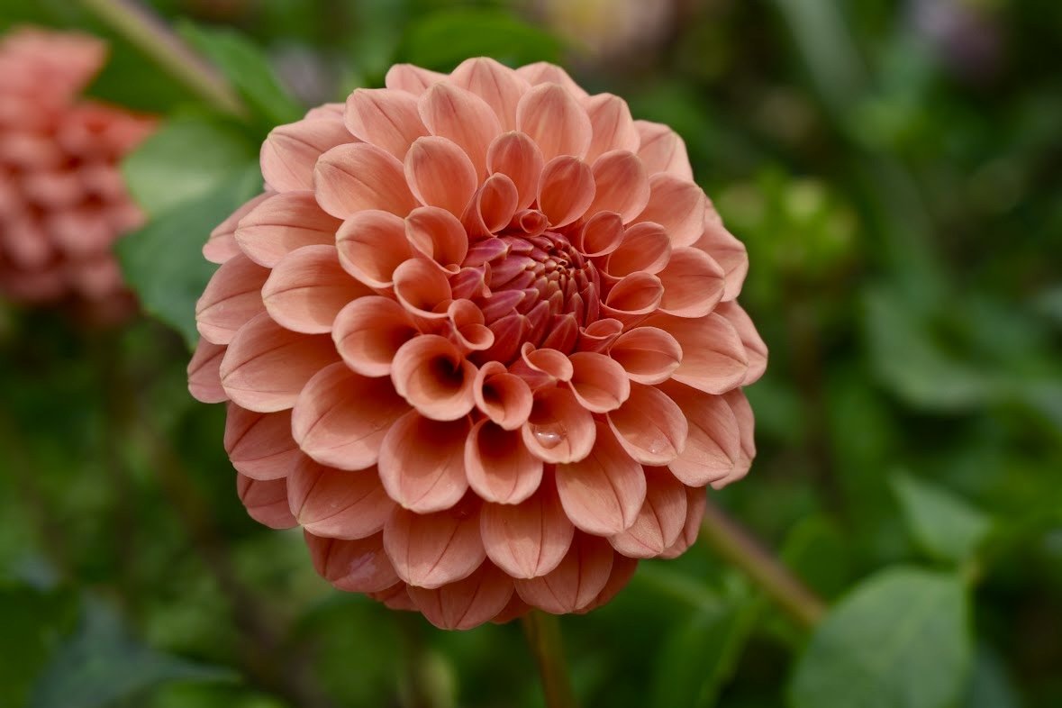 Rose Toscano