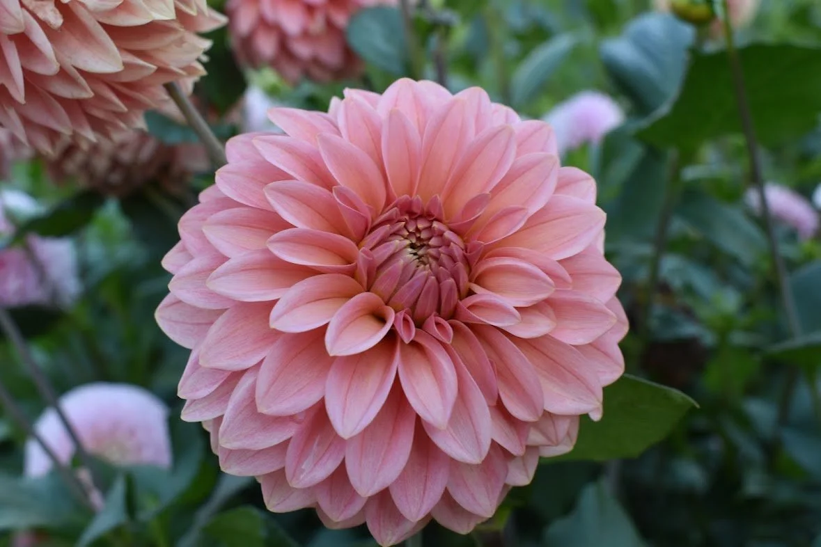 KA's® Guava