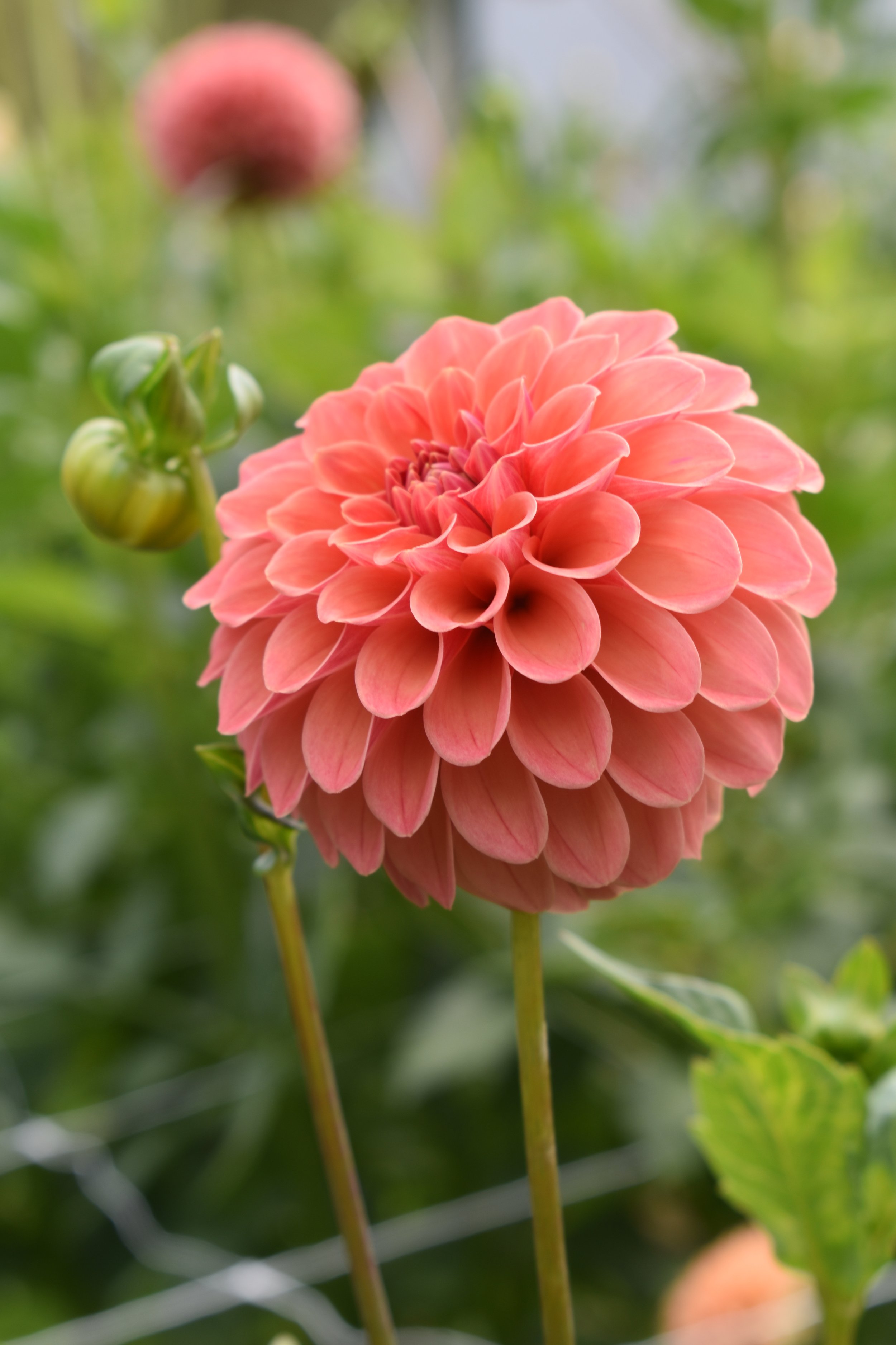 Rose Toscano