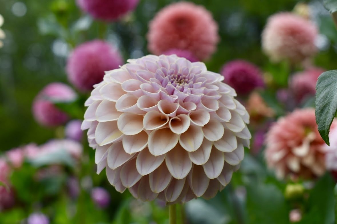 KA's® Cinder Rose