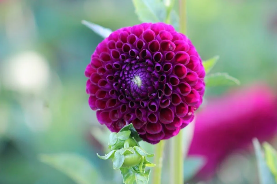 Chimacum del Blomma