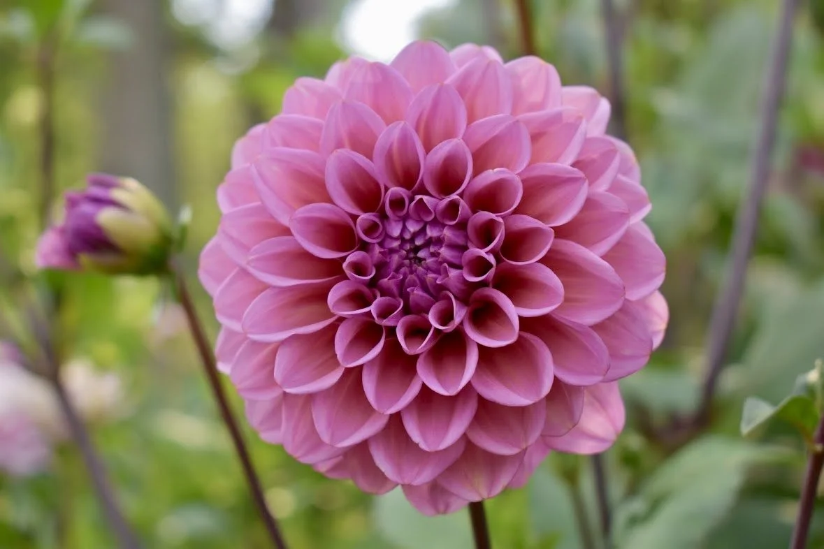 **2025 Original Release** MFF Feelin' Cute