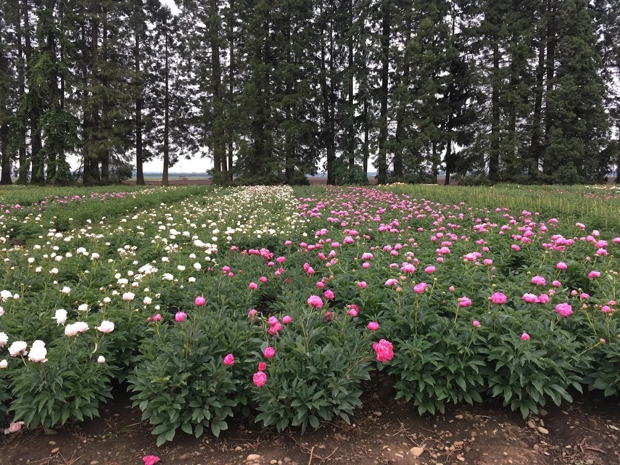 PeonyField 1.JPG
