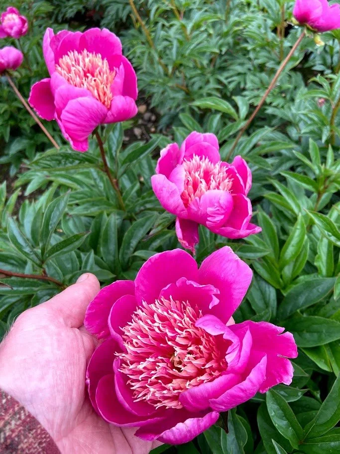 Peony Neon.jpg