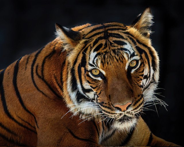 tiger at the zoo jpg.jpg