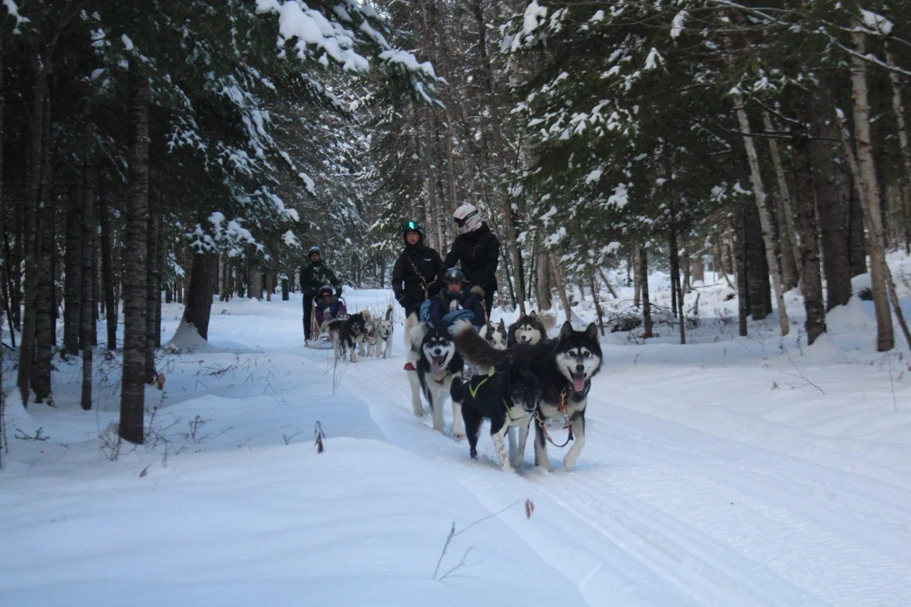 In this piece, dog sledding offers a powerful lens on how communicators can lead with clarity, resilience and trust in high pressure environments.