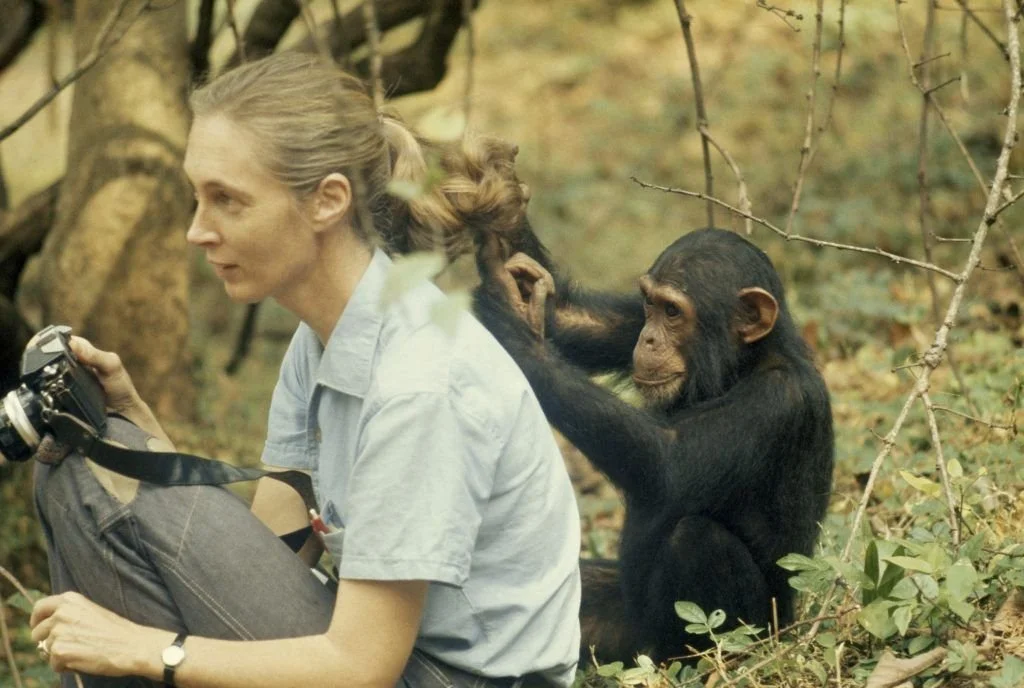 Jane Goodall Showed the World How Truth Well Told Can Change Humanity