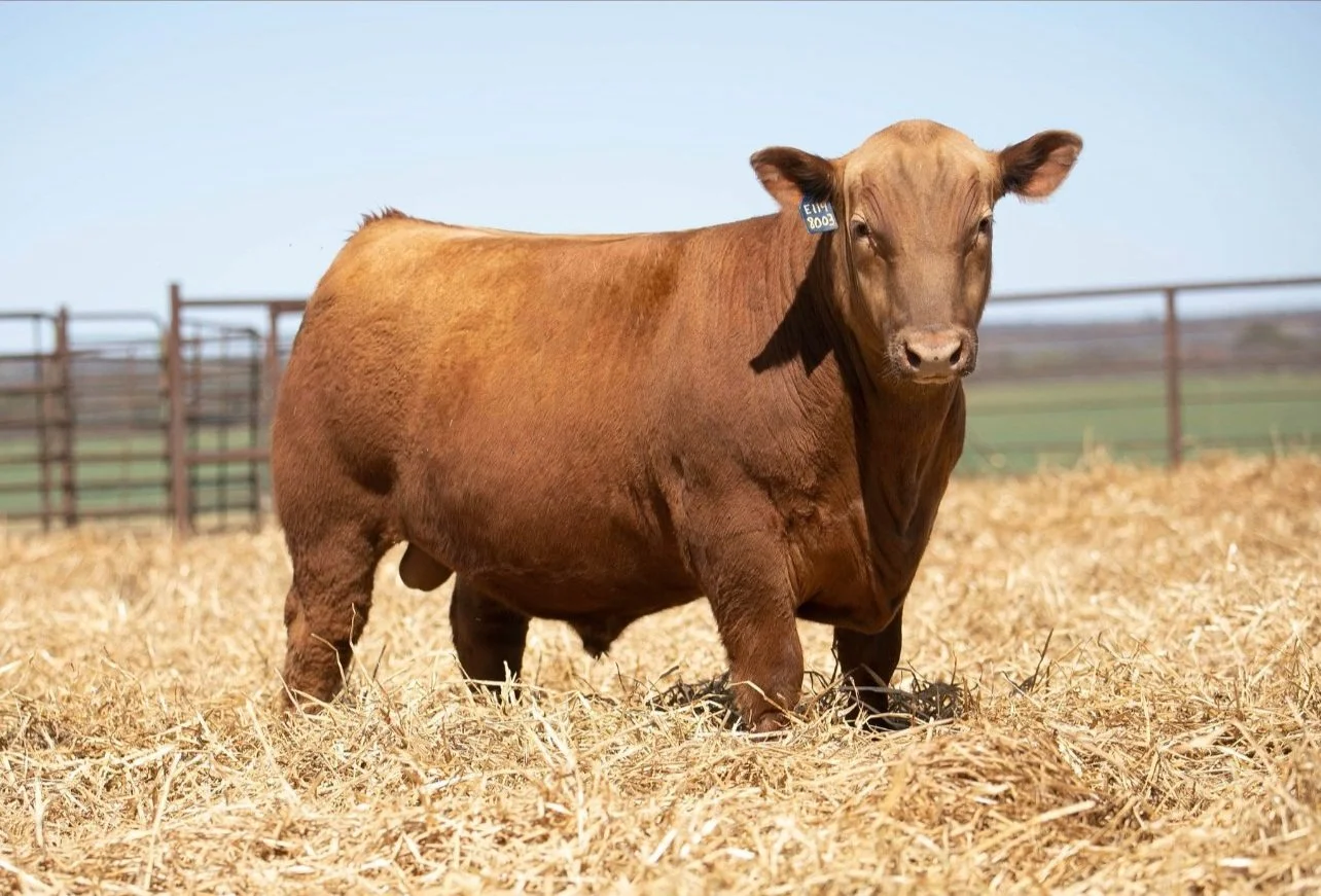 Livestock — Holton Cattle Co.