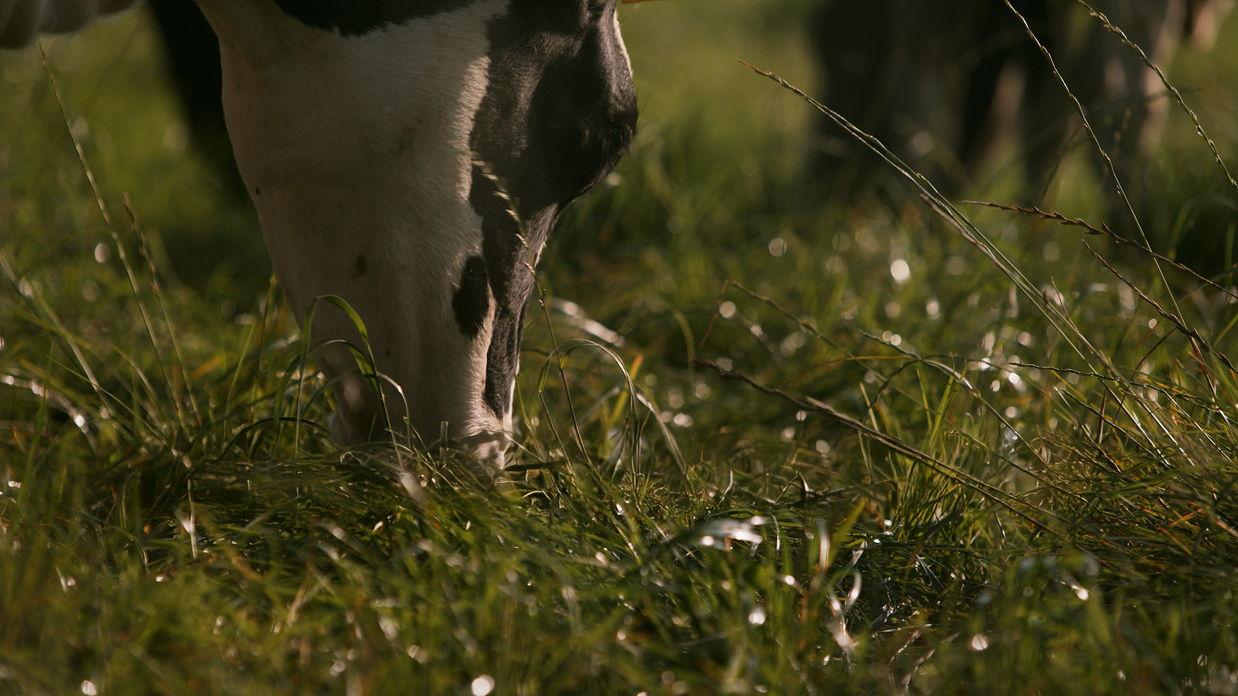 Close-up of a cow grazing on green grass in a field, with sunlit grass and a blurred background.