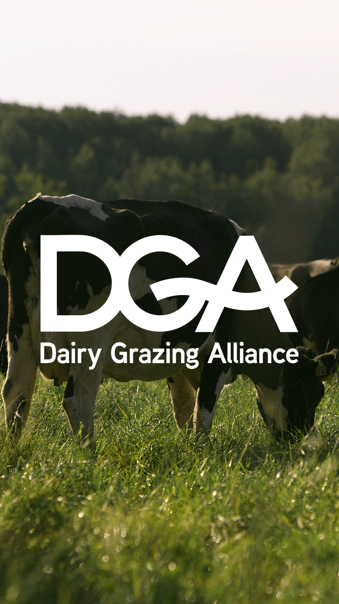 Cows grazing in a field with the Dairy Grazing Alliance logo overlaying the image.