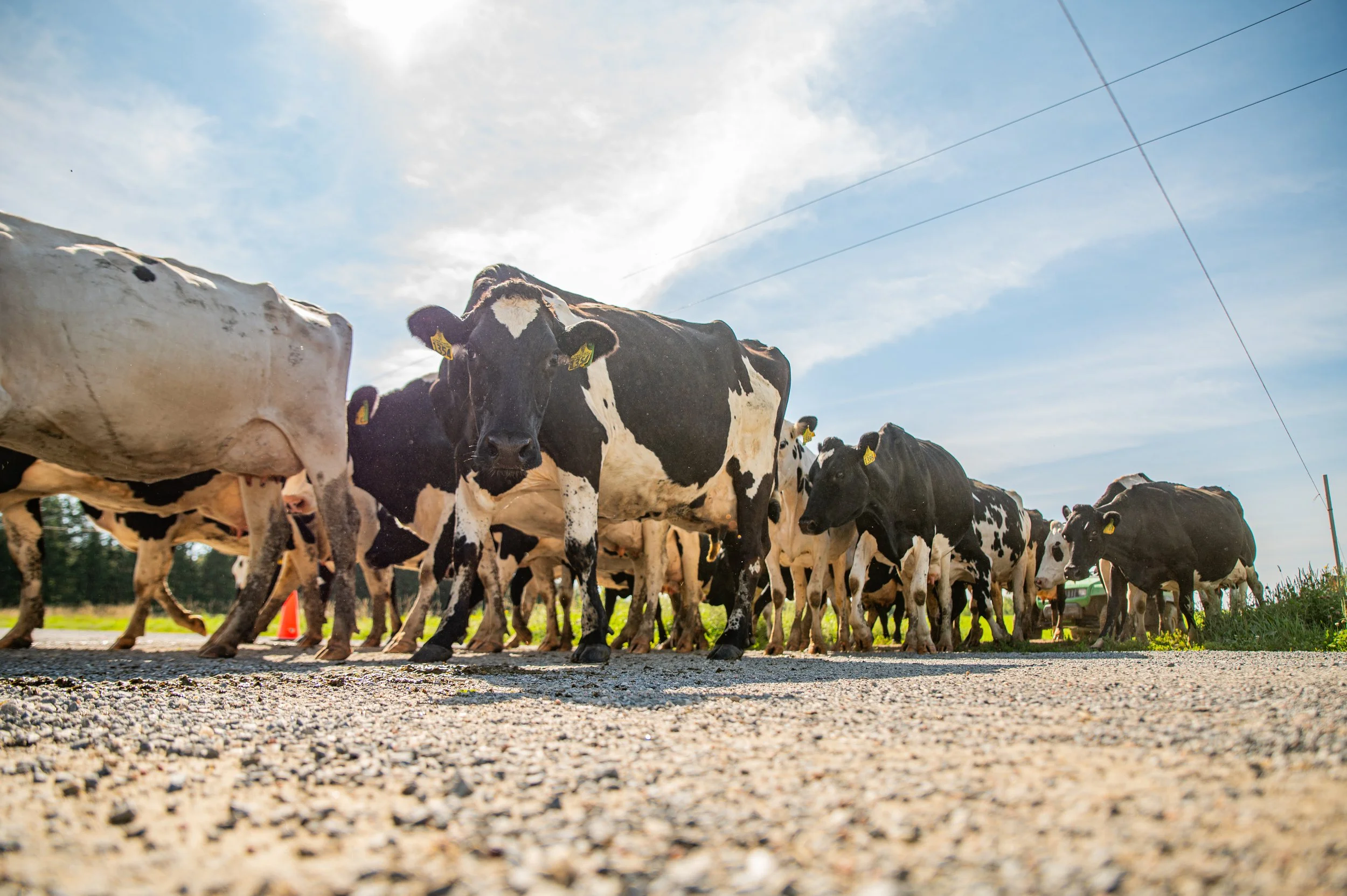 A group of black and white cows walking on a gravel surface on a farm, with a partly cloudy sky overhead.
