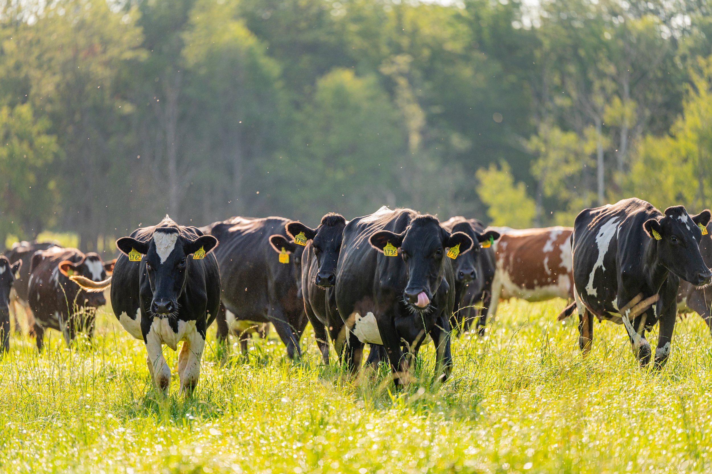A group of black and white dairy cows grazing in a sunlit pasture with green grass and trees in the background.