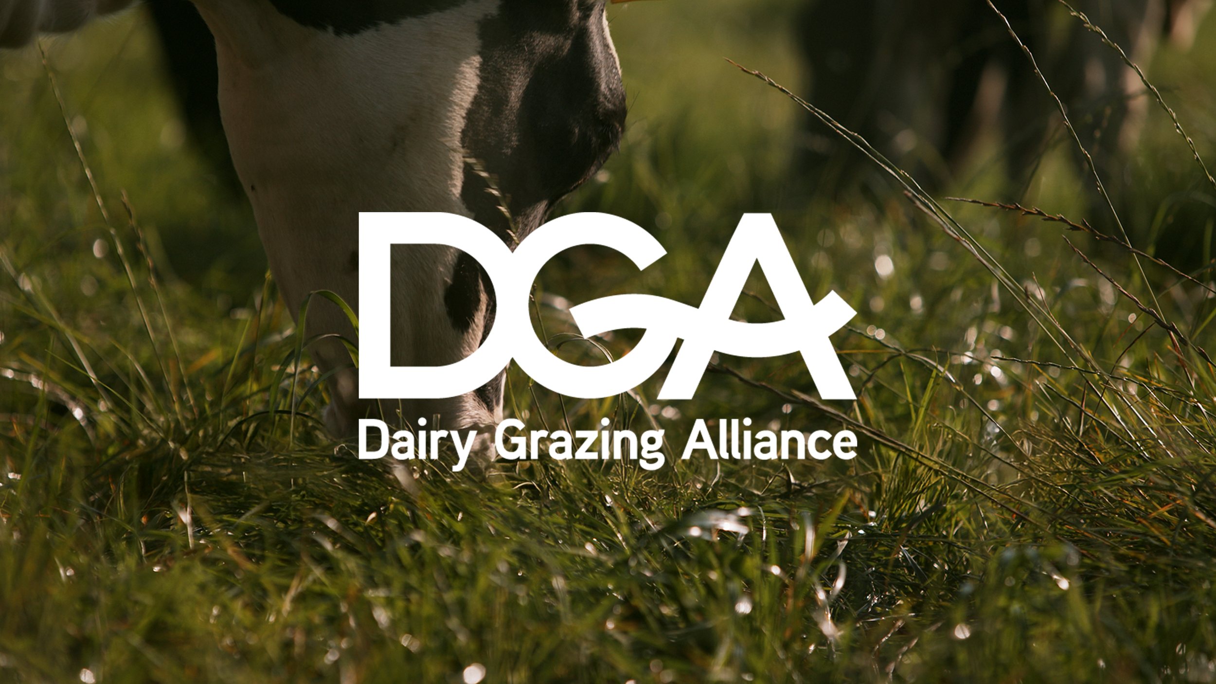 Close-up of a cow grazing on green grass with the Dairy Grazing Alliance logo overlayed.