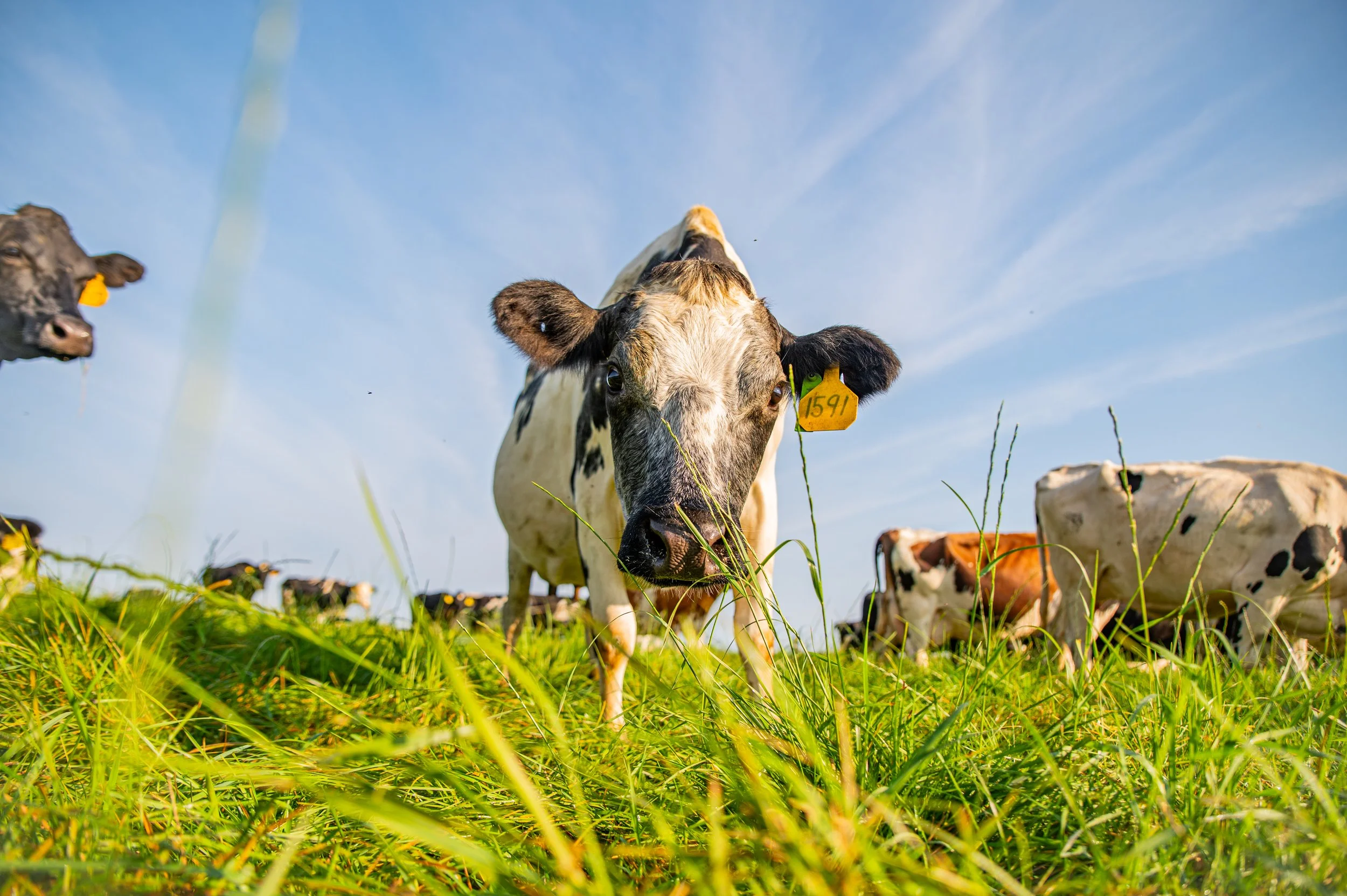 Cows grazing in a grassy field under a blue sky, with one cow in the foreground looking at the camera.