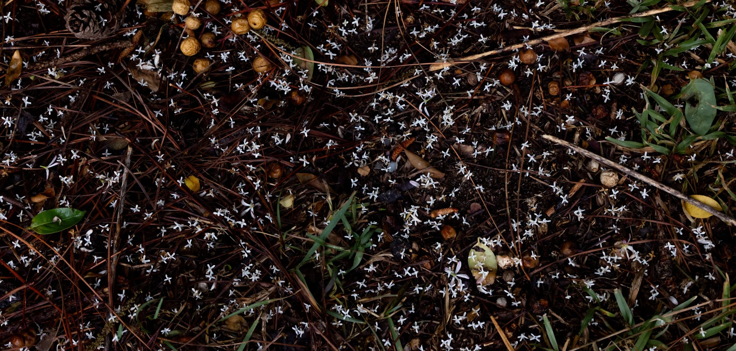 privet flowers.jpg