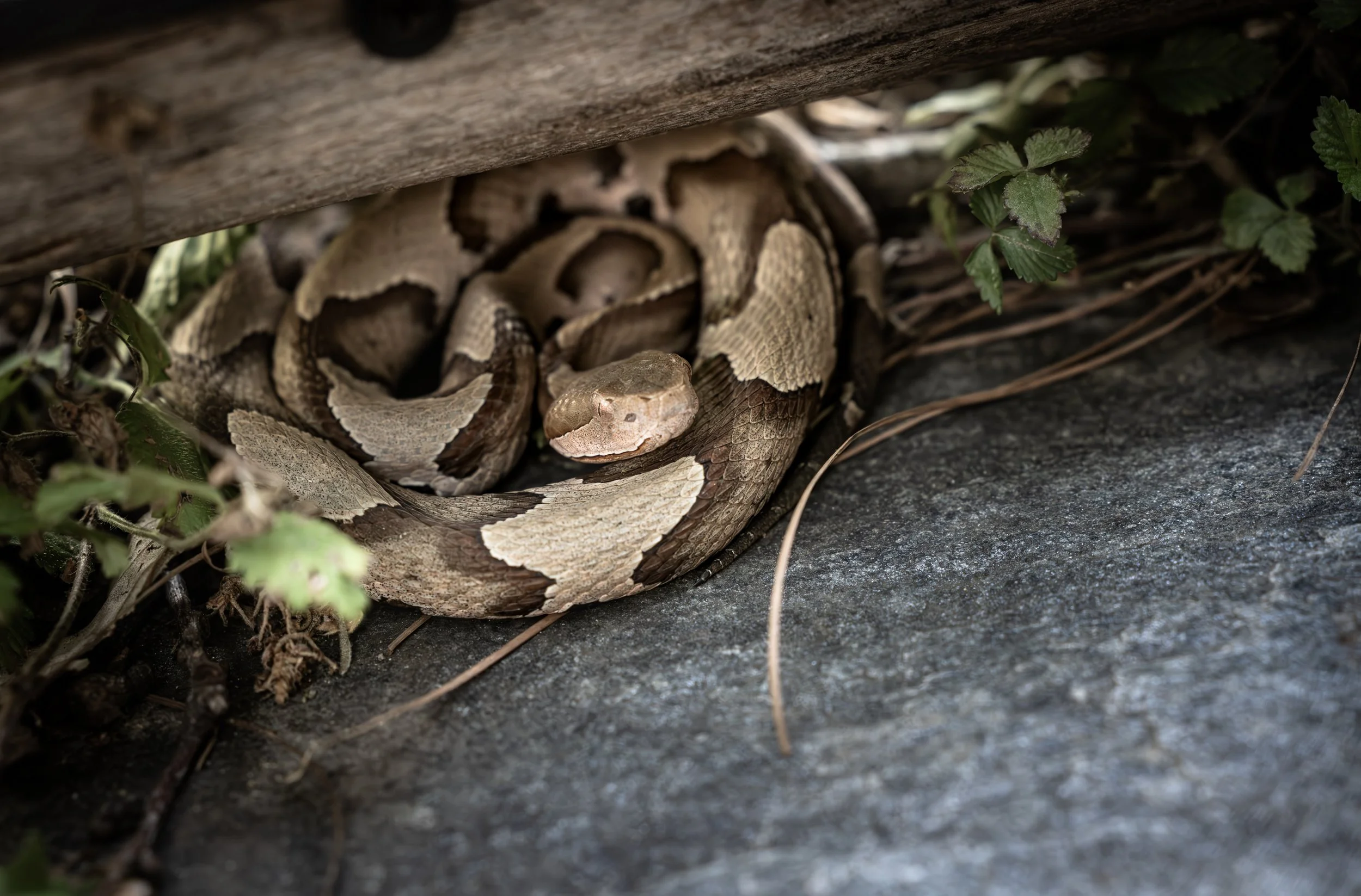 copperhead may2026.jpg