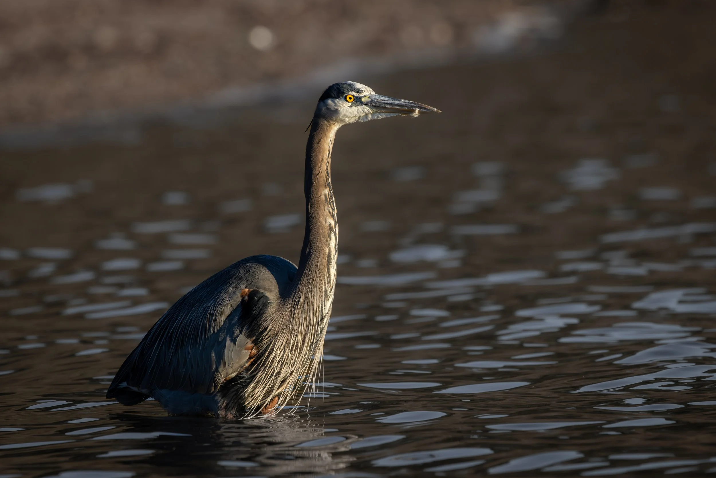 Blue Heron Dec 2025 A.jpg