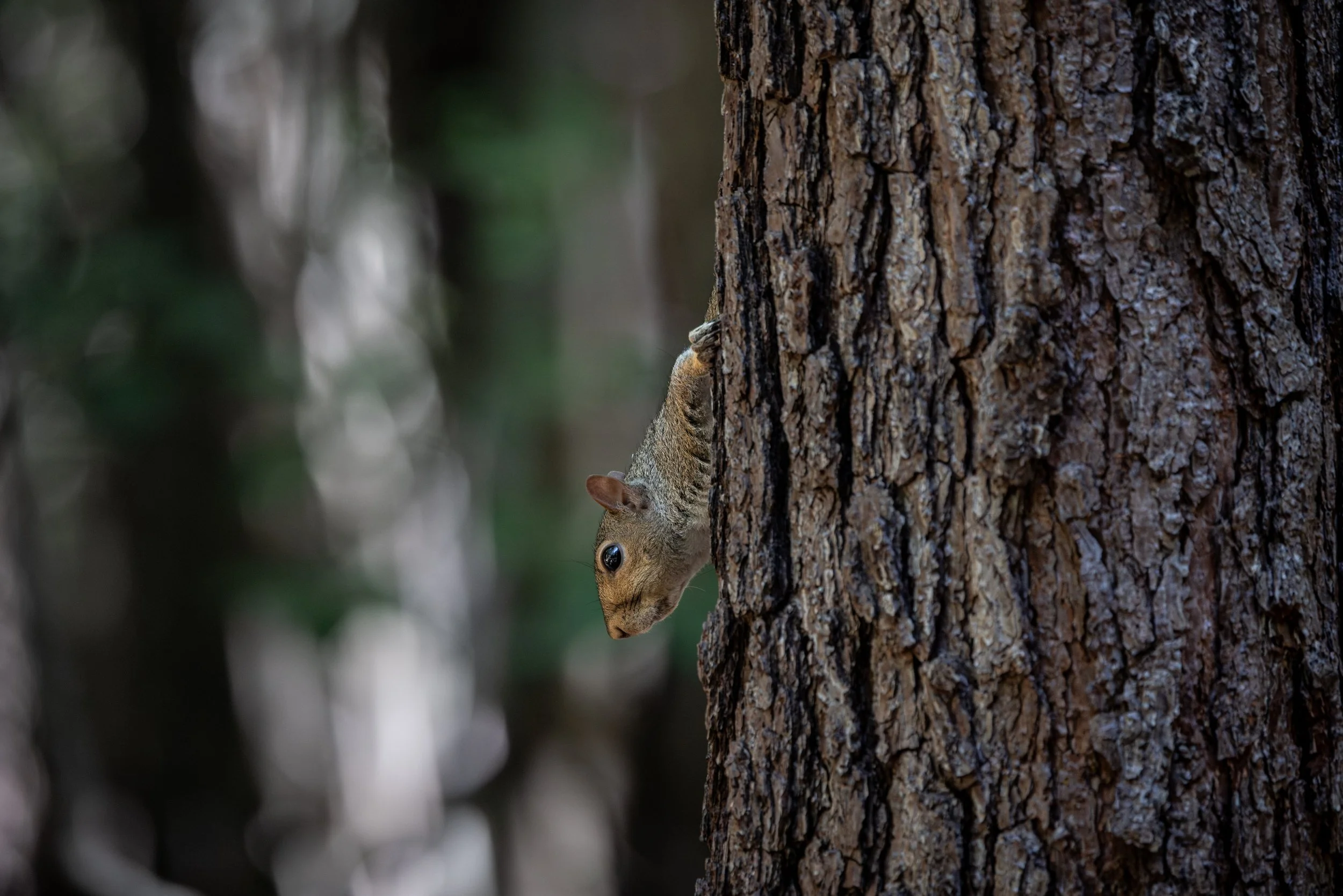 Squirrel1JUN2026.jpg