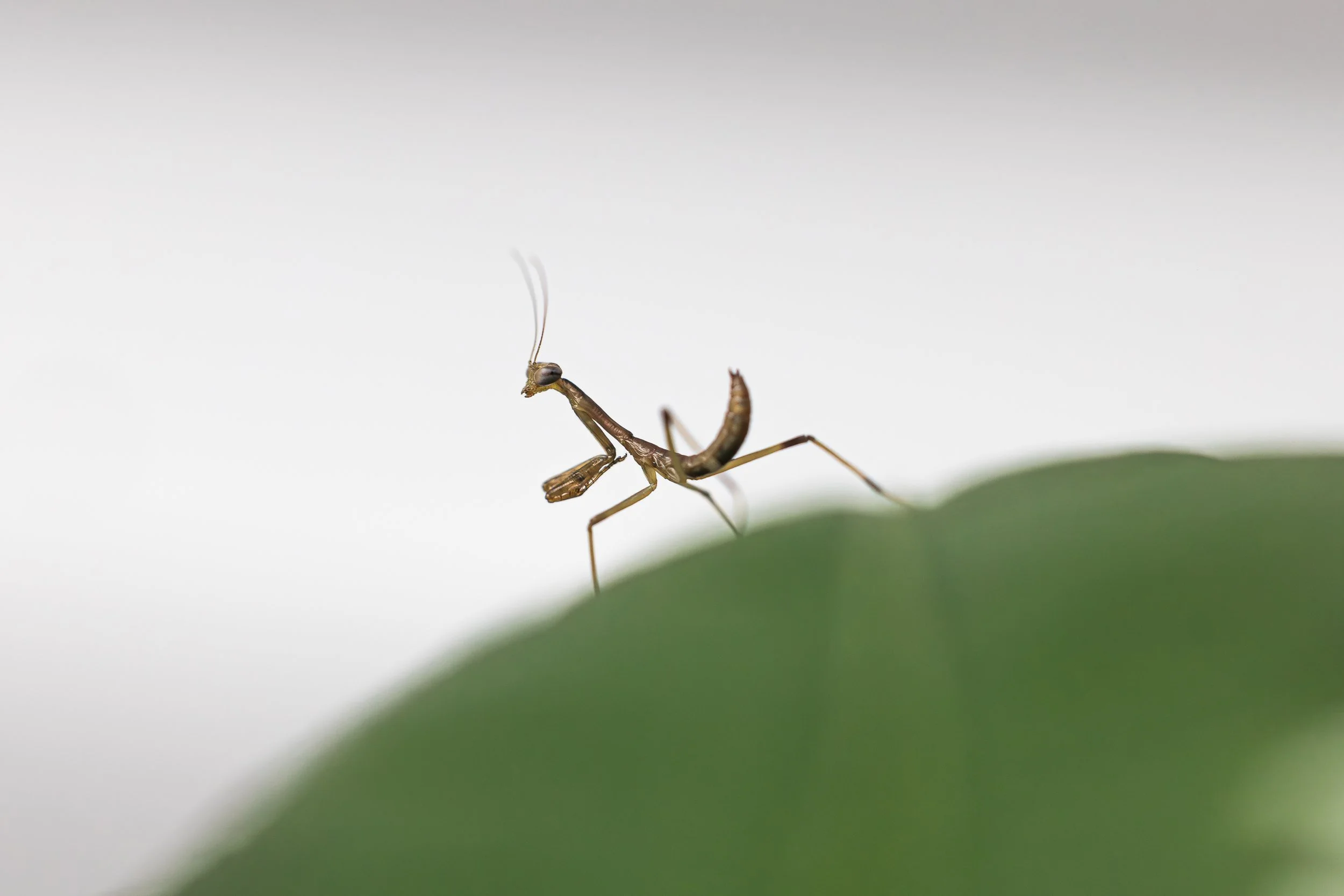 baby mantis.jpg