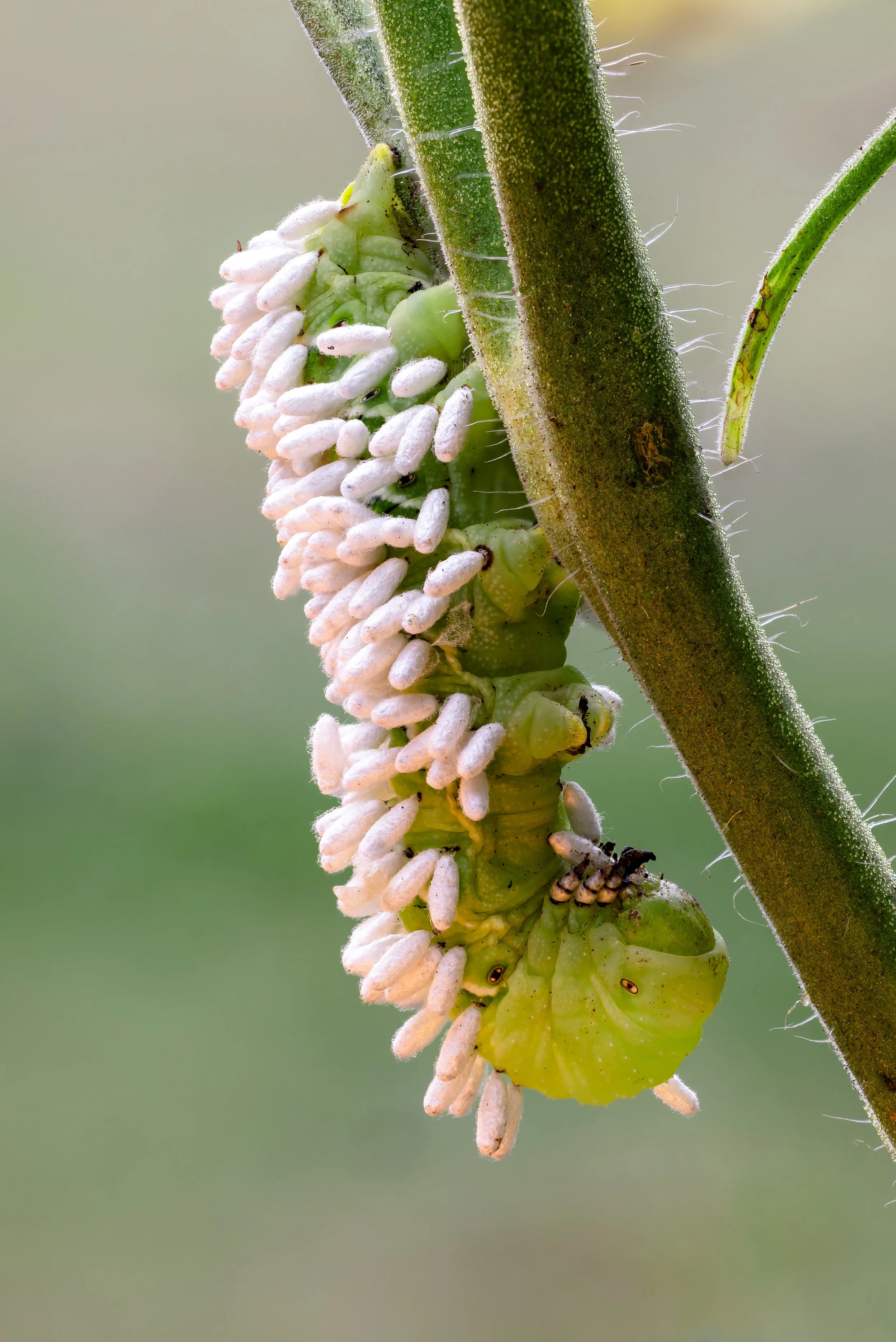 3T7A4433-Edit.jpg