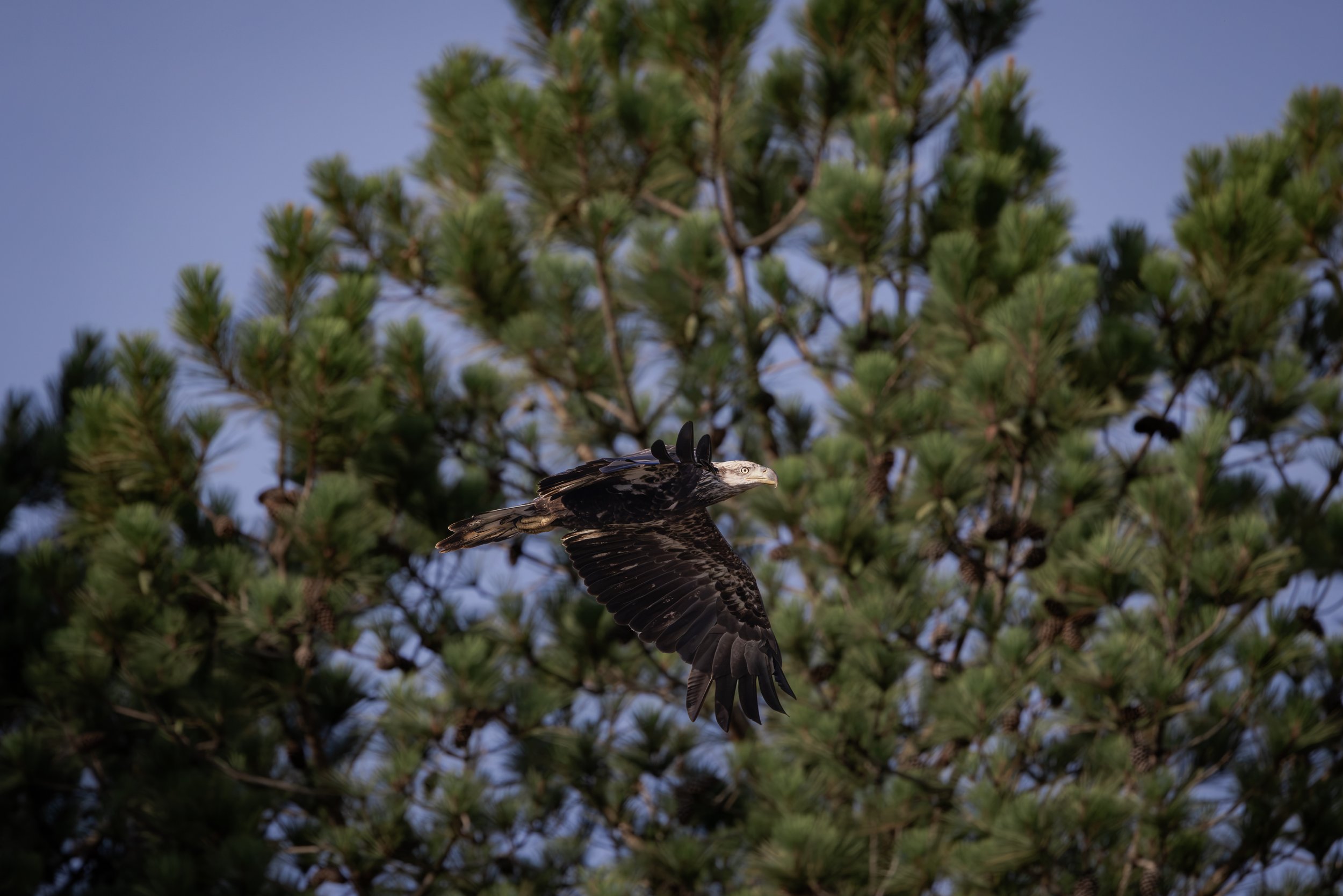 EagleBuckhornJun2026B.jpg