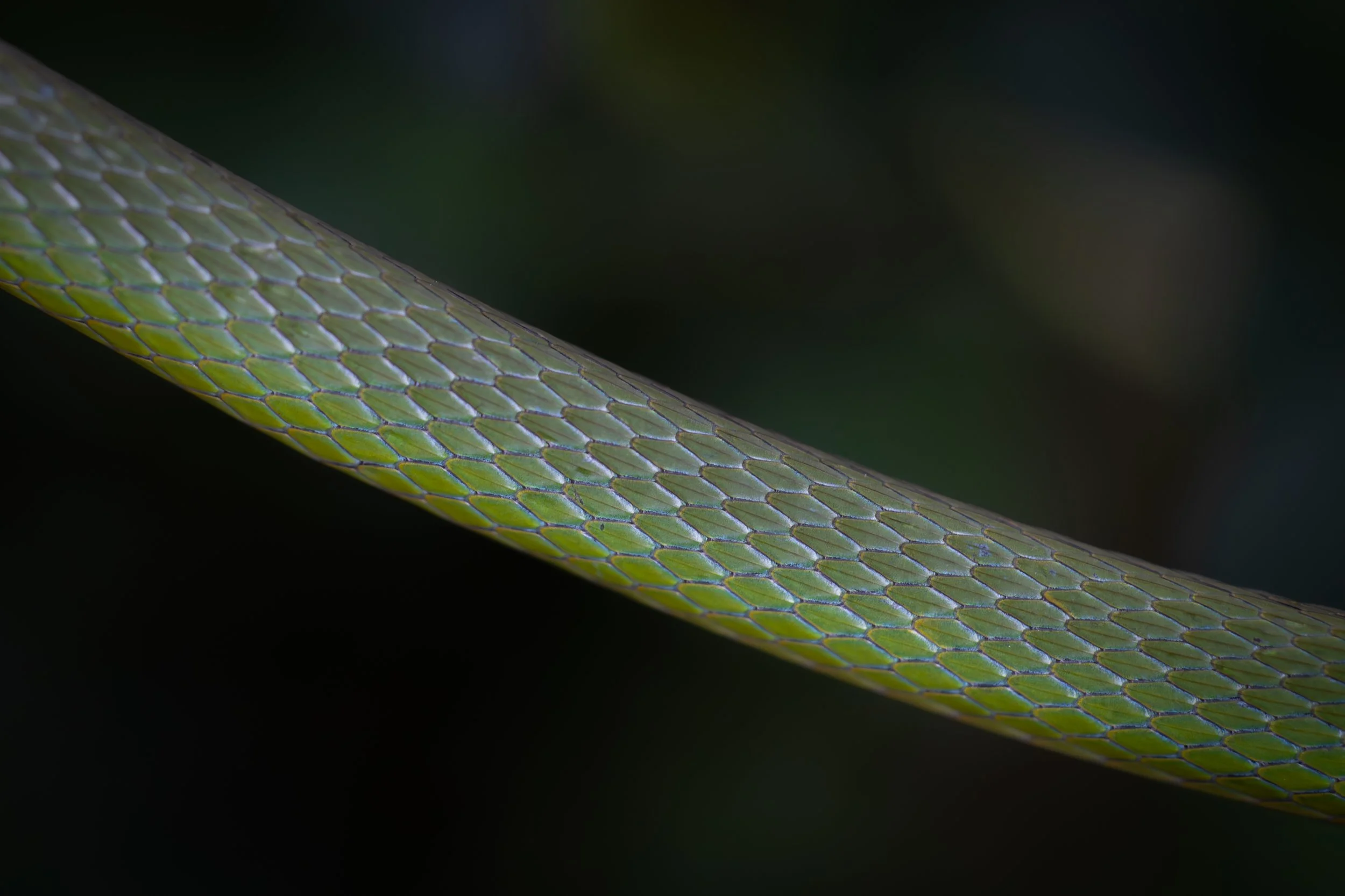 green snake.jpg