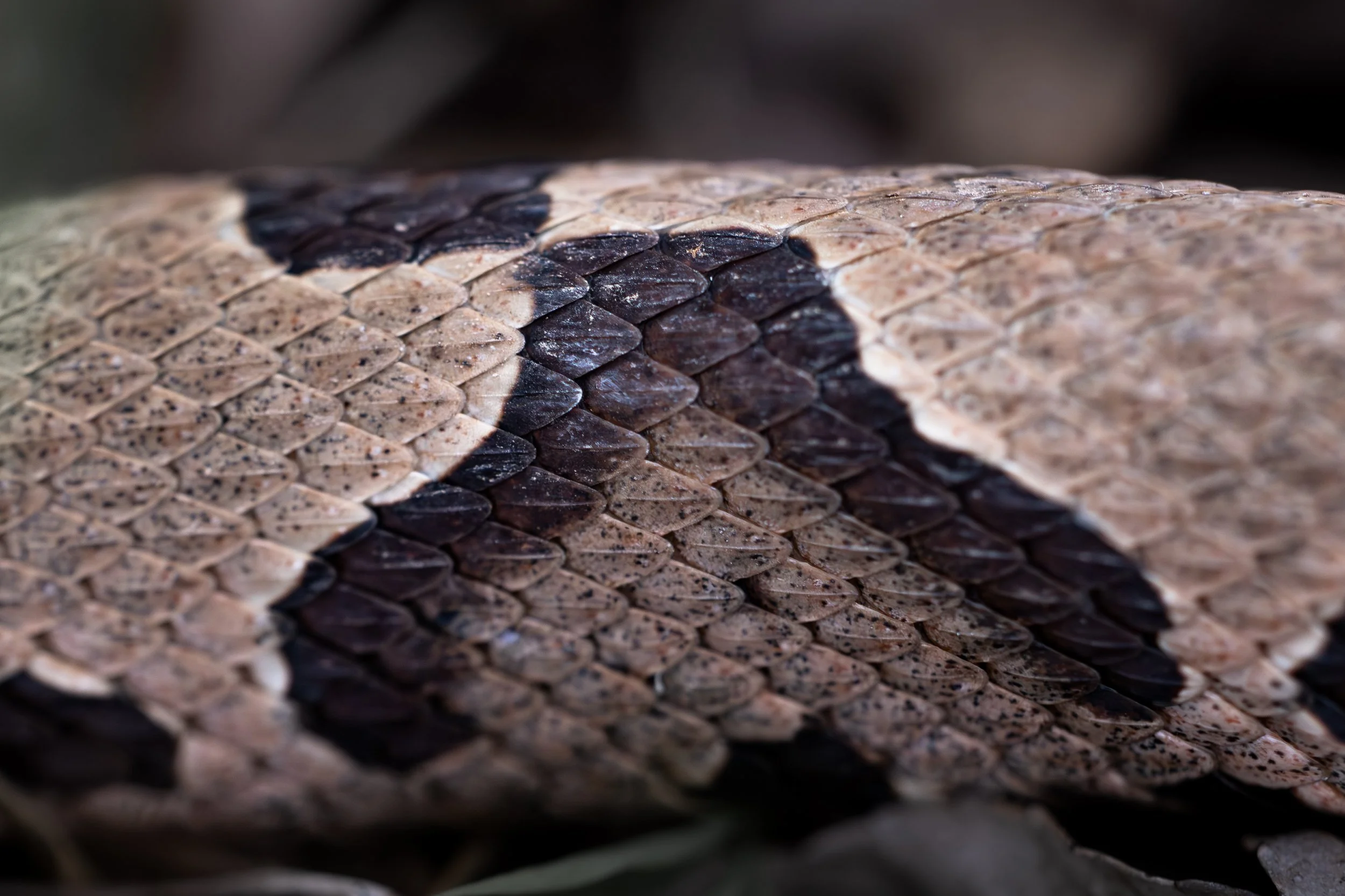 copperhead snake close.jpg