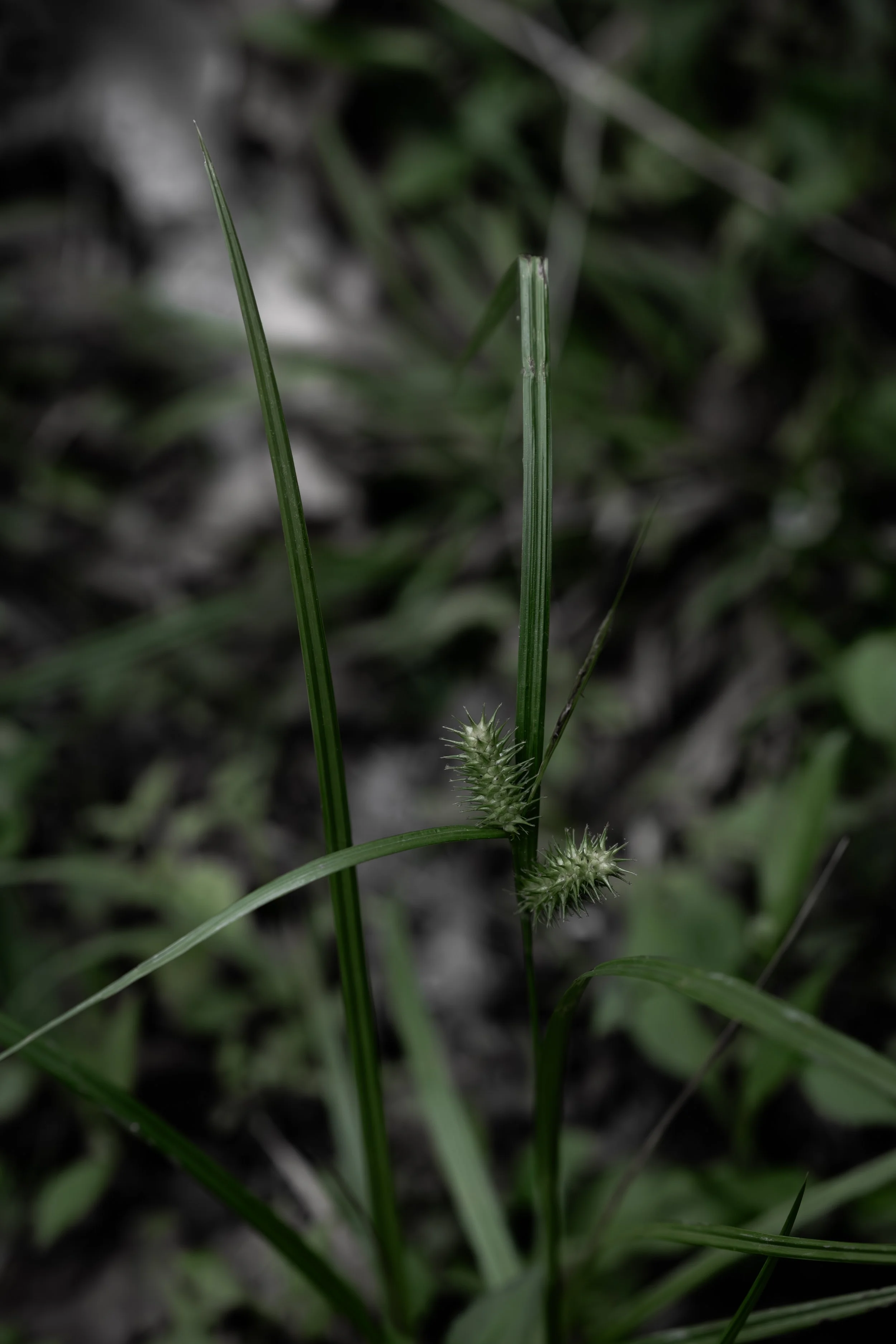 greenery.jpg