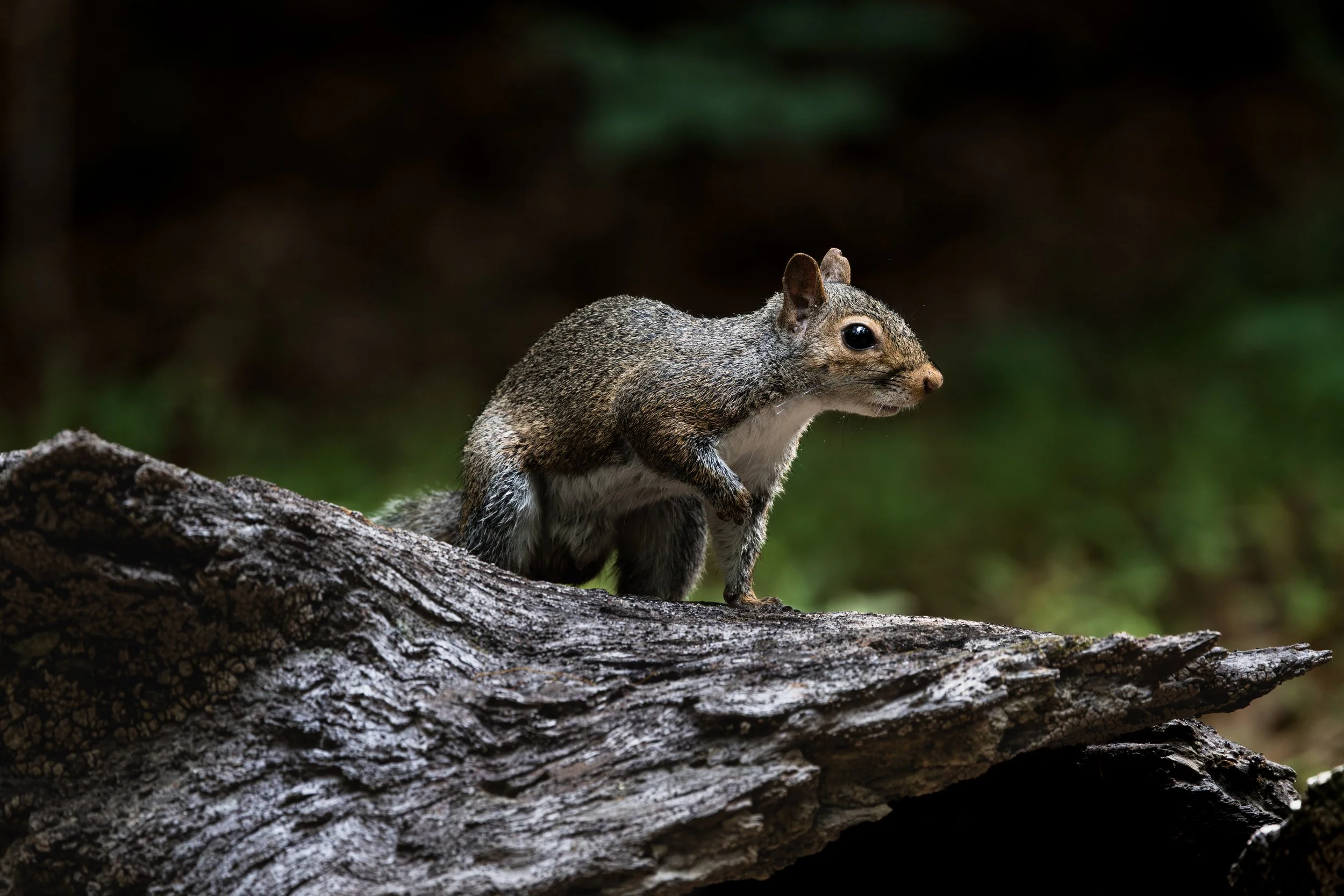 Squirrel2JUN2026.jpg
