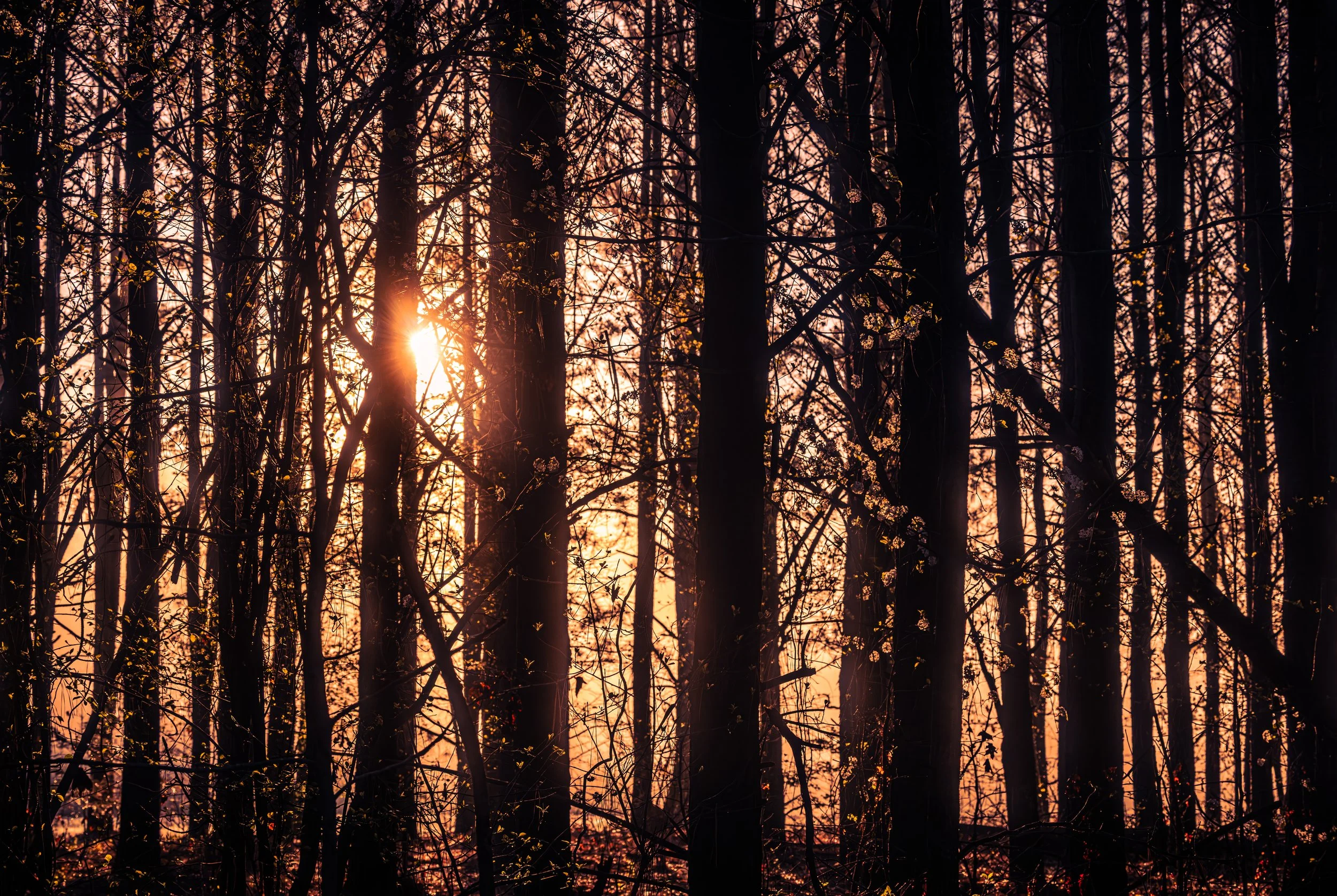 Spring’s Beginning