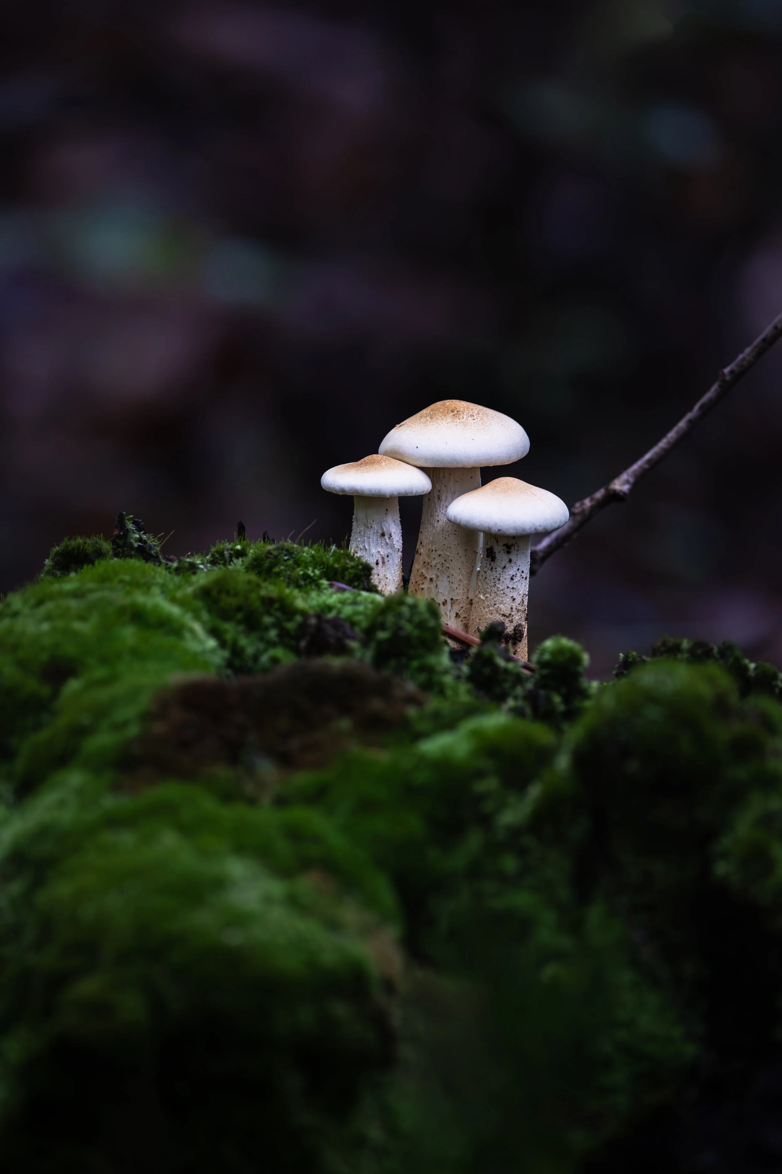 mushroomjuly26.jpg