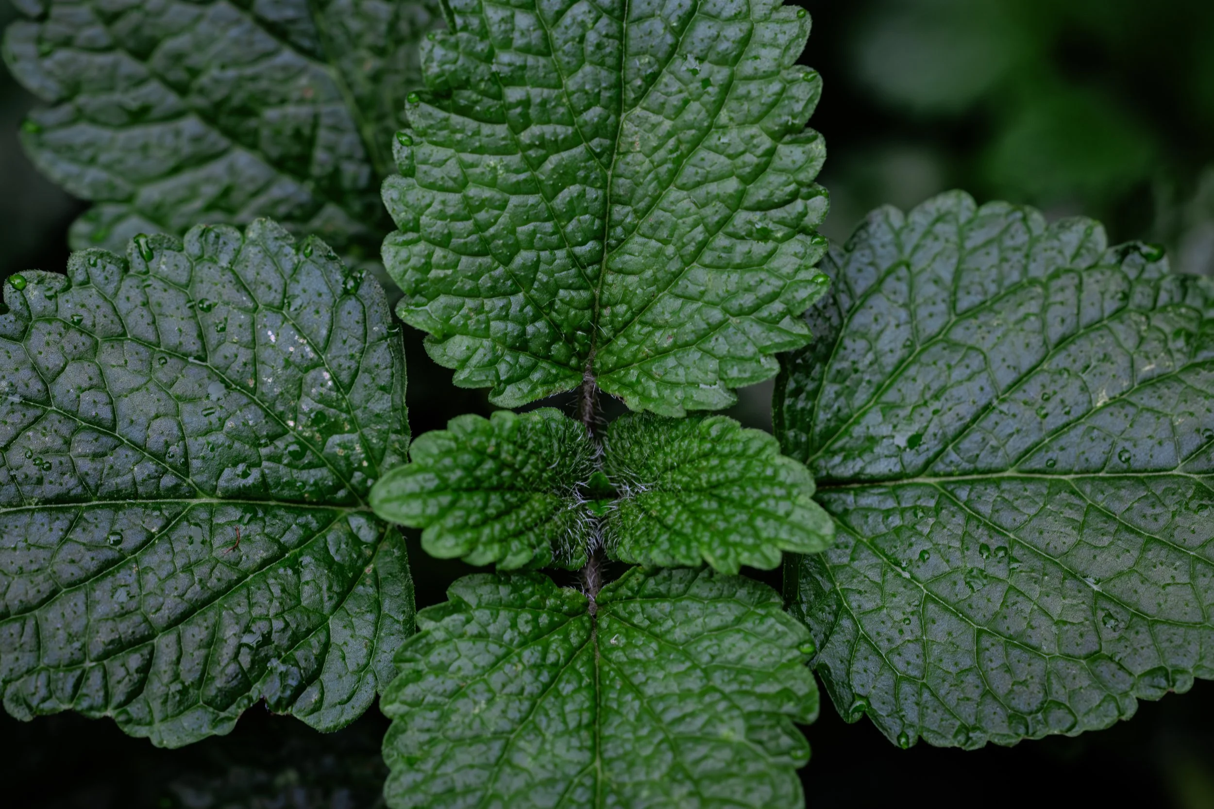 mint.jpg
