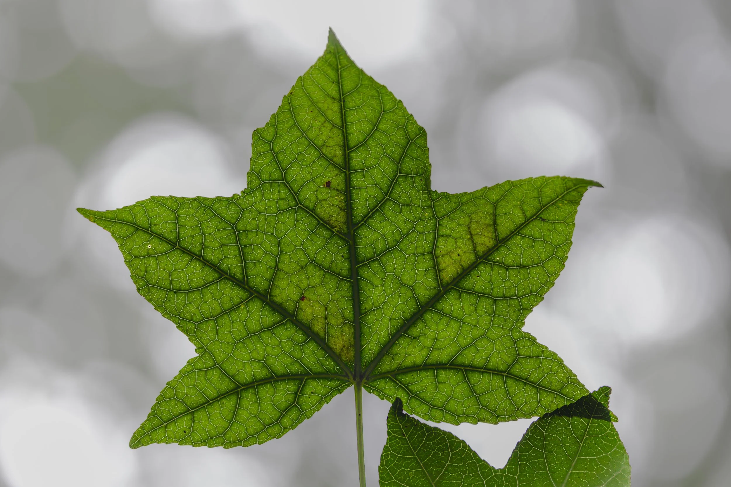 leafjuly26.jpg
