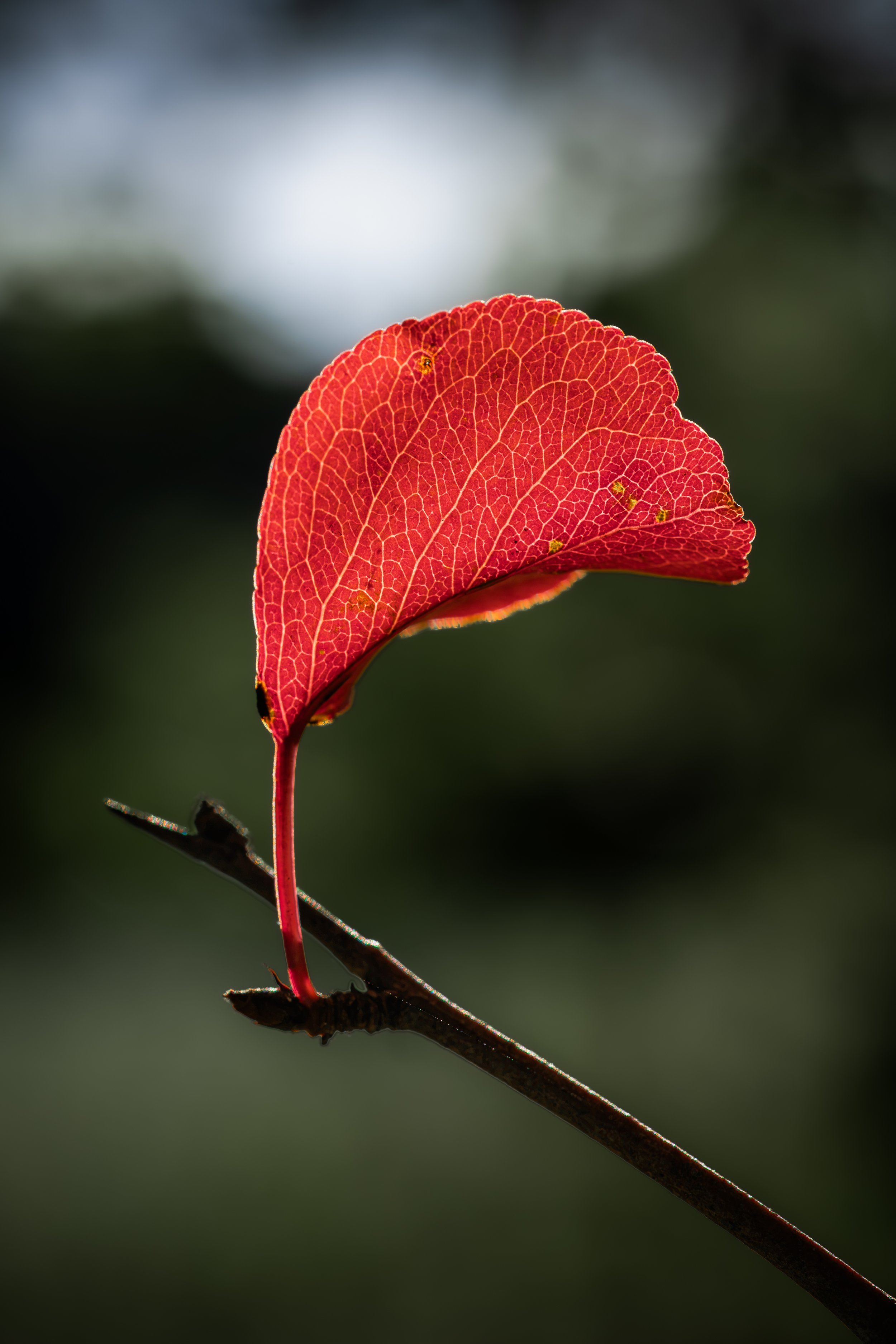 _N9A4037.jpg