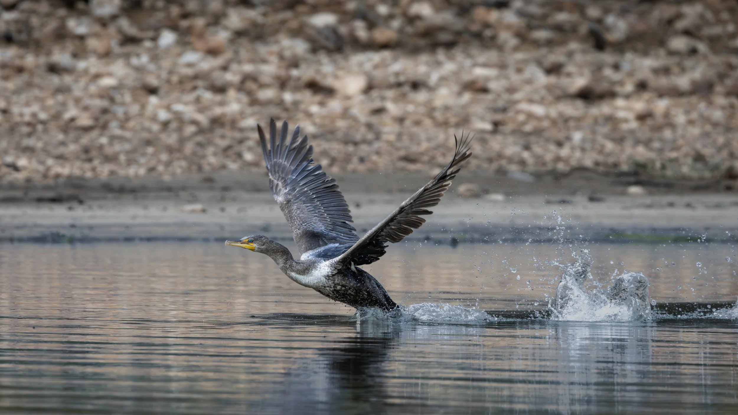 CormorantBuckhornJun2026B.jpg
