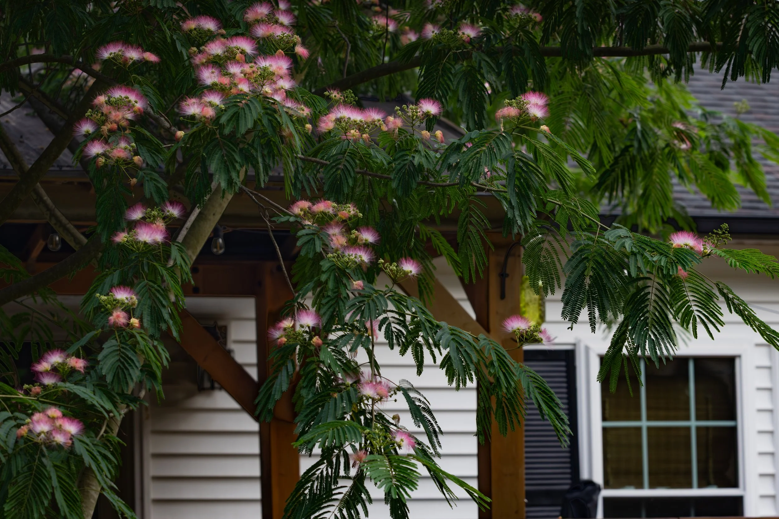 mimosa may 2026.jpg