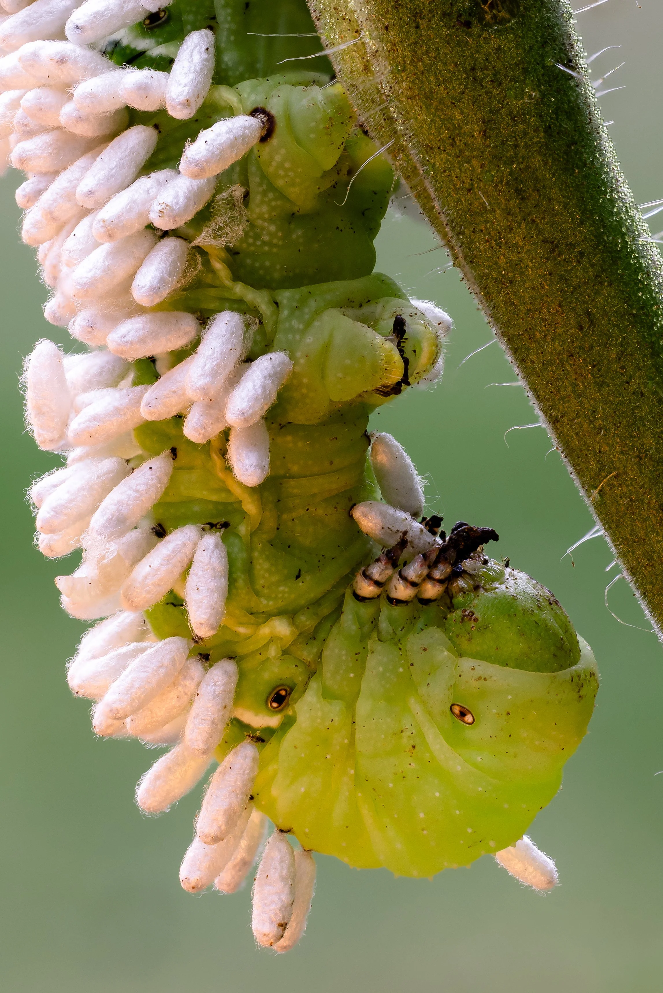 3T7A4433-Edit-2.jpg