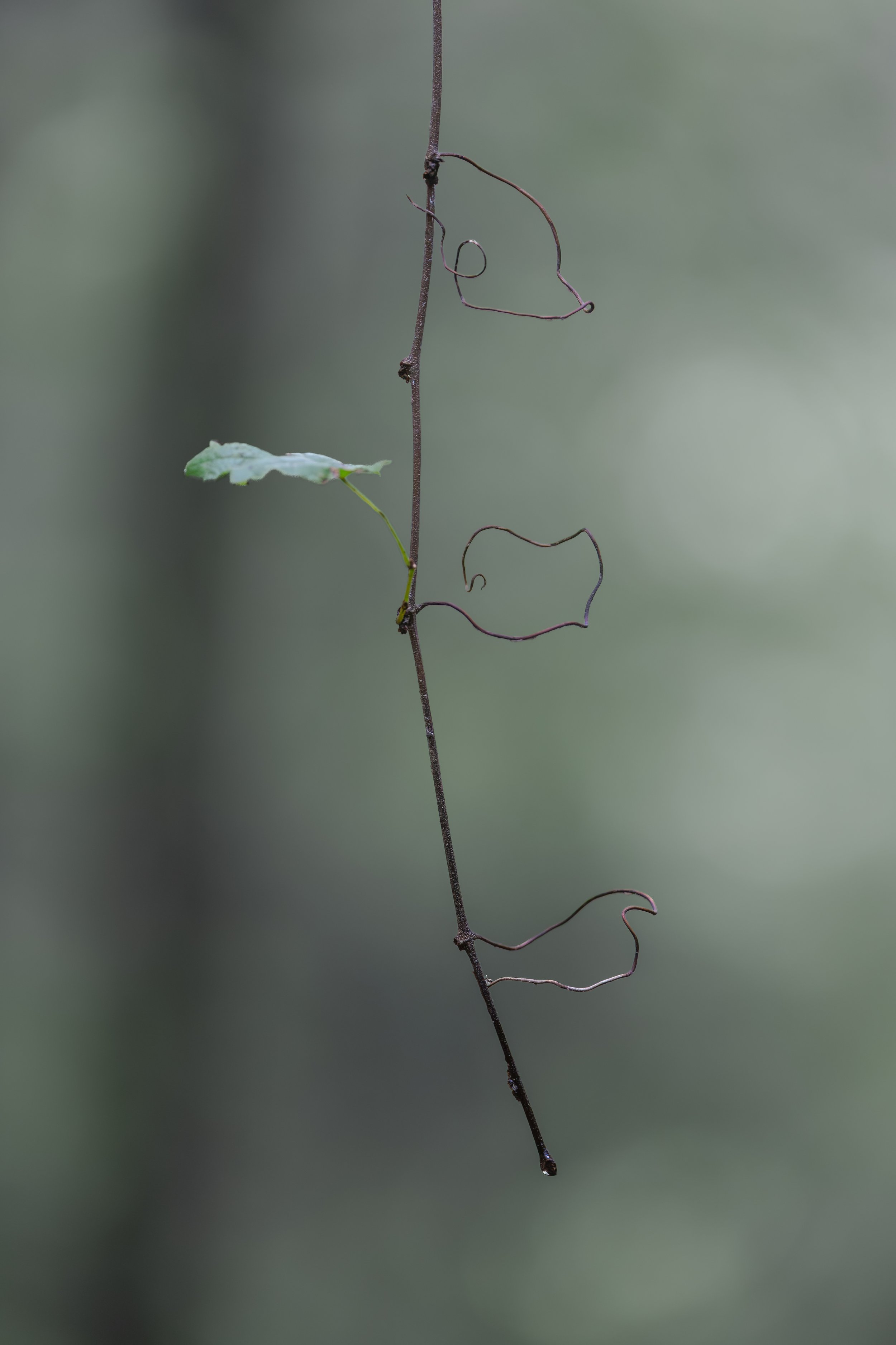 branchjuly26.jpg