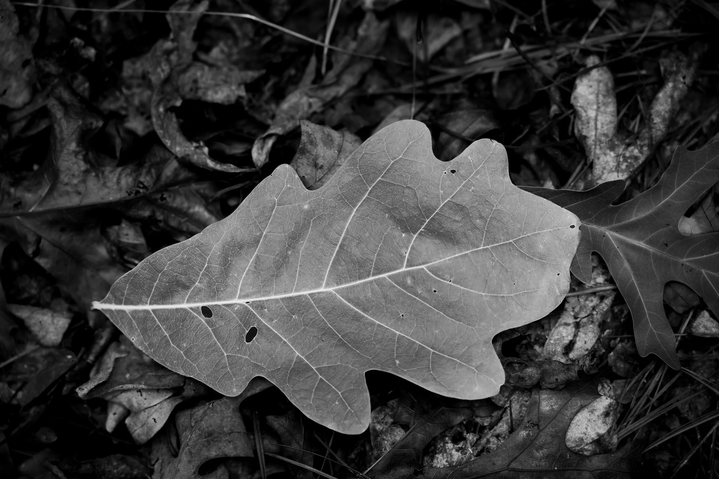 leaf may 26.jpg