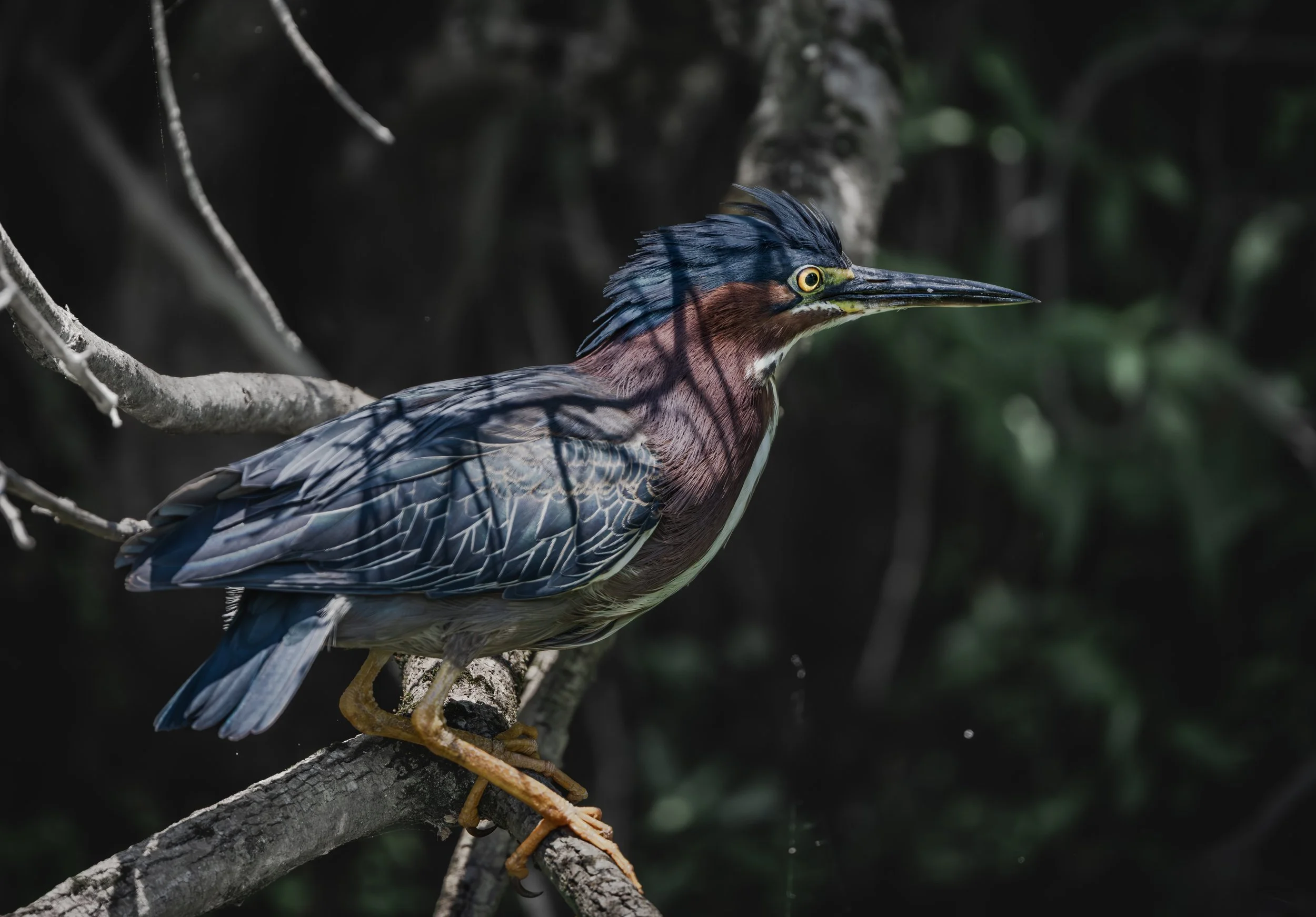 GreenHeron2026.jpg
