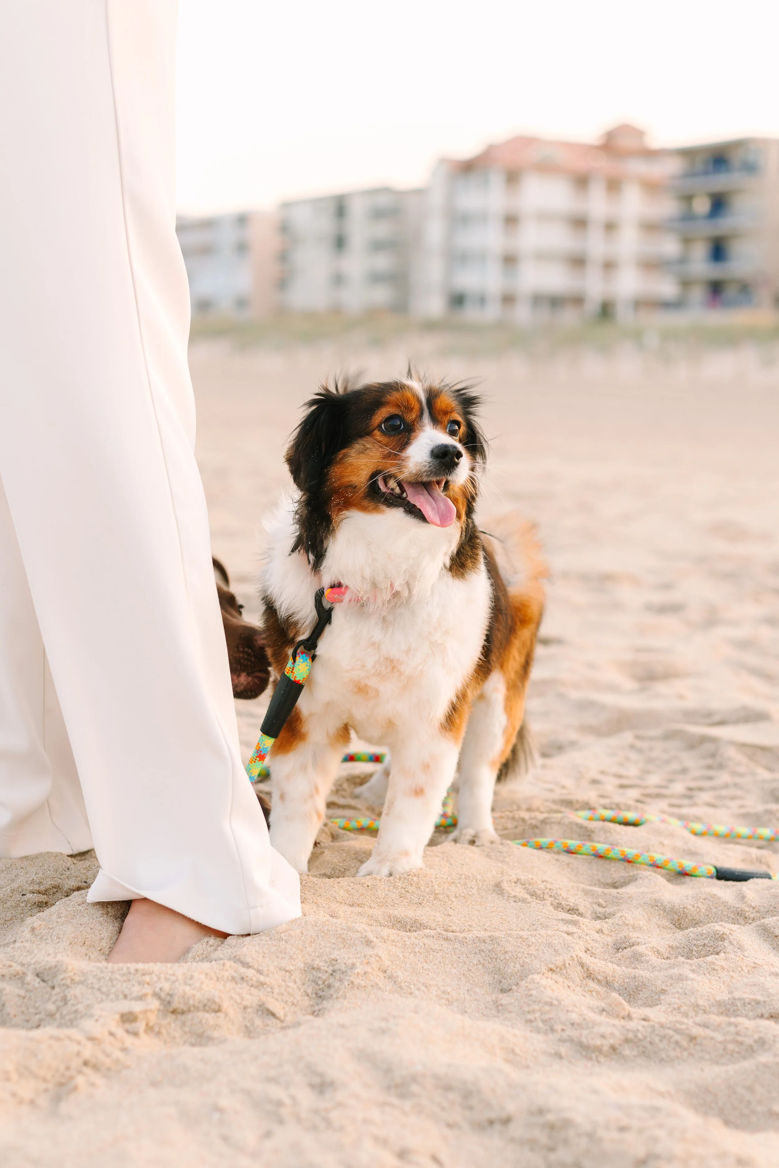 Elle+Pups-148.jpg