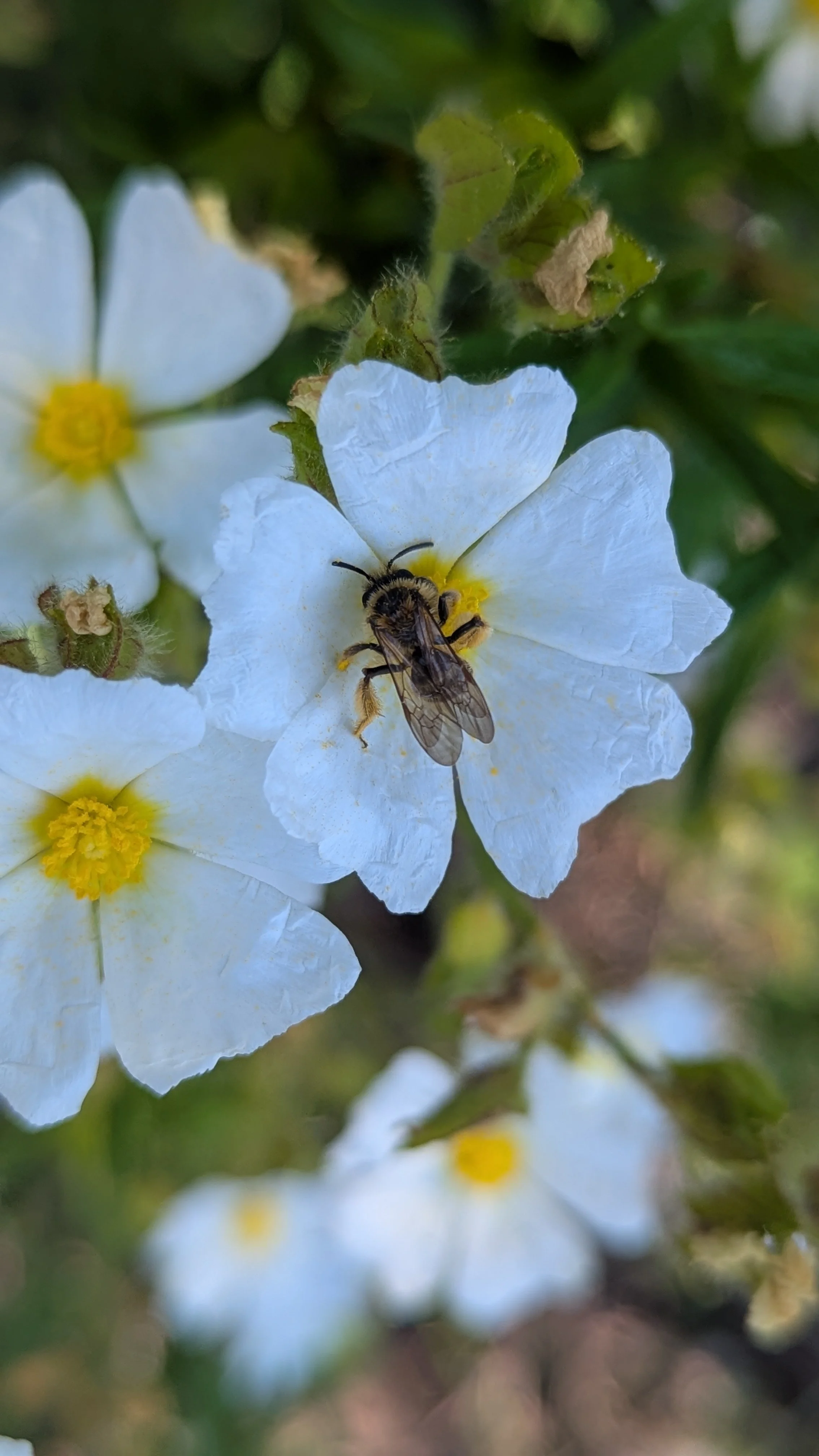 "Don't spray insecticides!" 
Interdependence - Elizabetta L