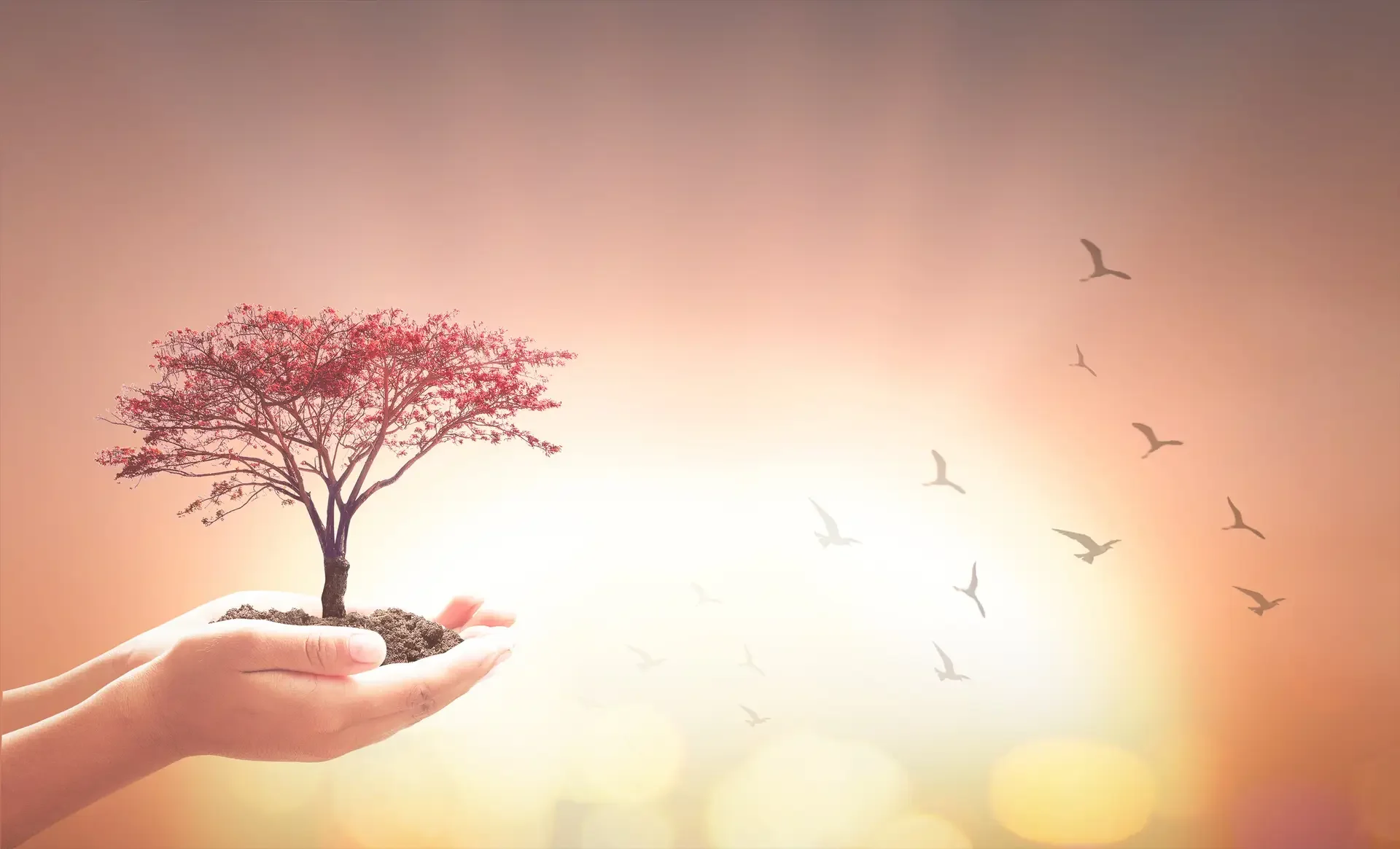 Cultivating Compassion