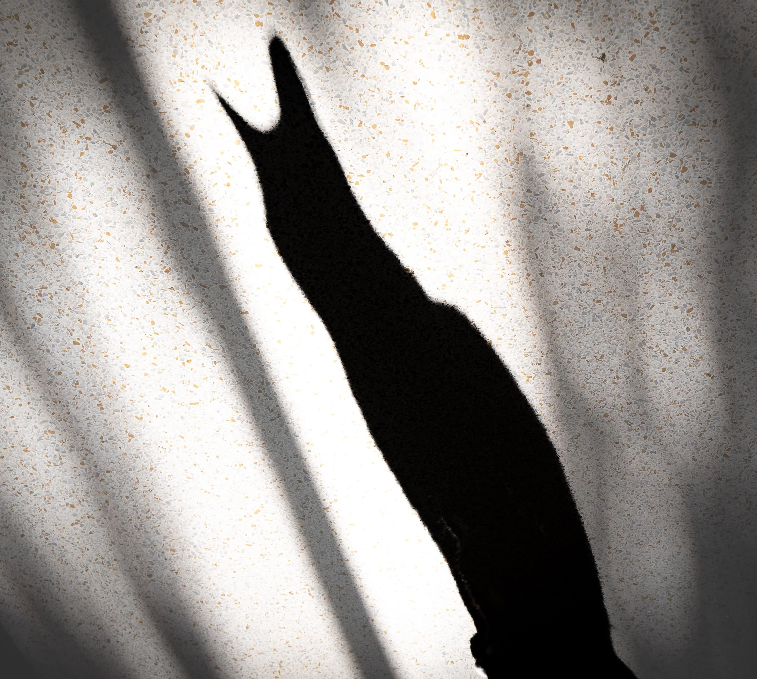 house shadow- cat PNOR1197-_ export for print_.jpg