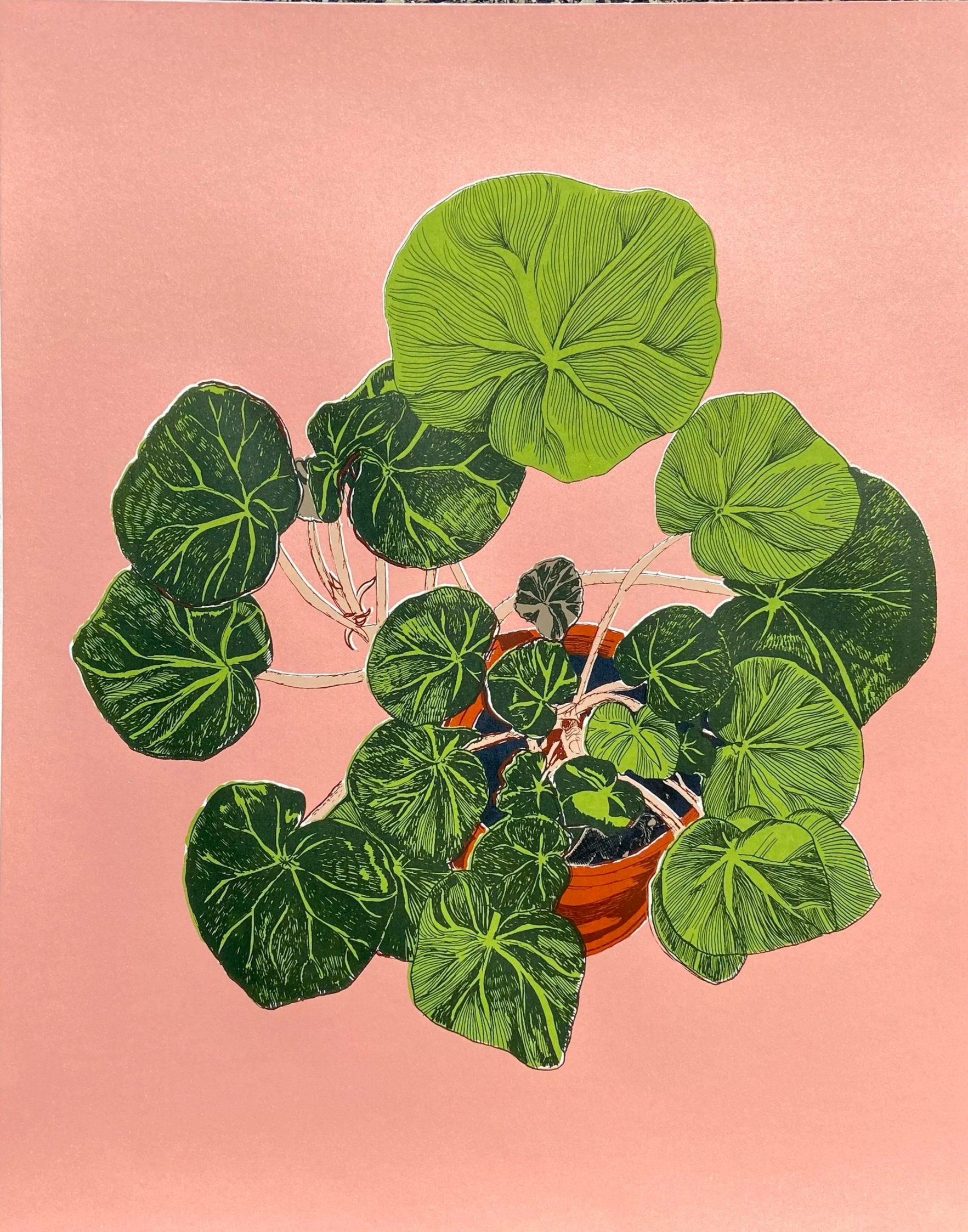 Beefsteak Begonia, 16" x 20", Screenprint, 2022