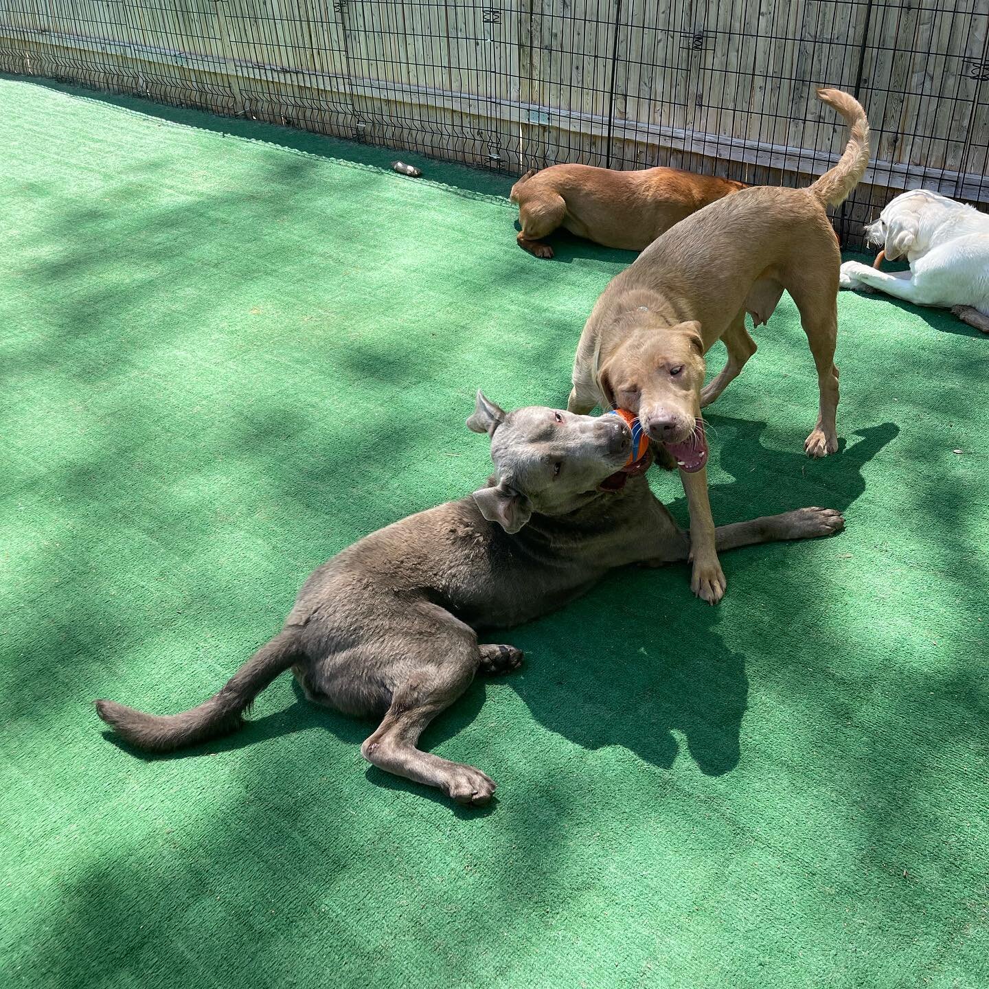 What a beautiful day! First group out, Benz, Rhiannon, Coconut and Sangria ❤️🐾