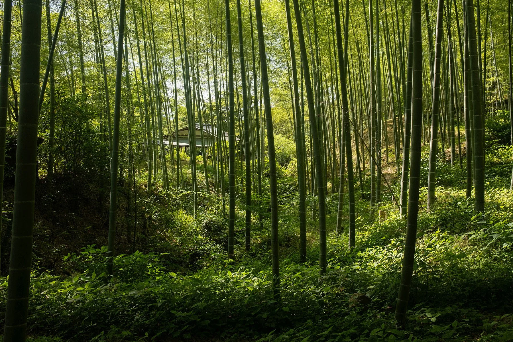 Castillo_Arashiyama_Bamboo_Forest.jpg