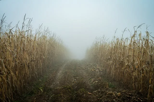 Foggy Cornfield Path in Autumn Season
